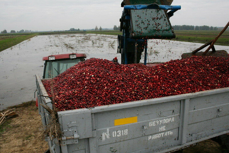 How cranberries are harvested in Belarus - How is it done, Сельское хозяйство, Production, Republic of Belarus, Cranberry, Longpost