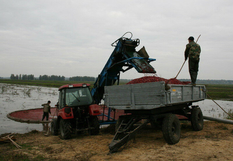 How cranberries are harvested in Belarus - How is it done, Сельское хозяйство, Production, Republic of Belarus, Cranberry, Longpost