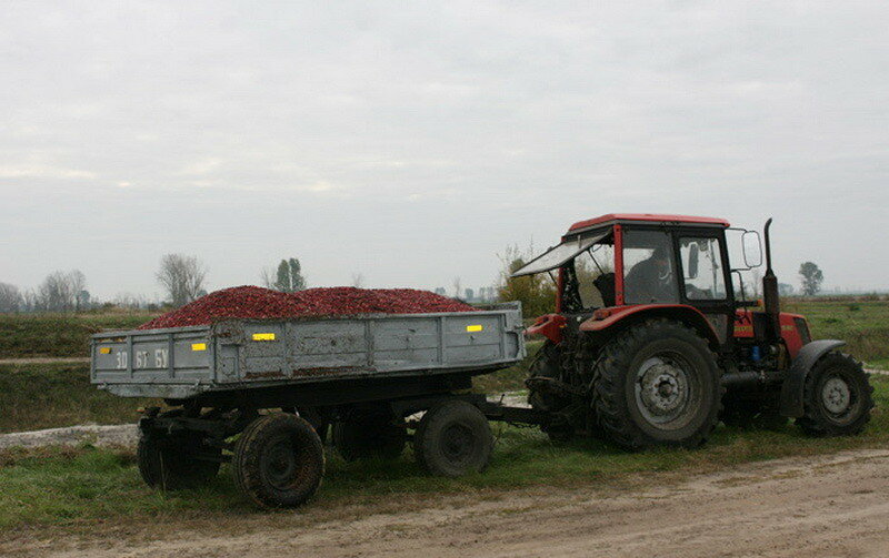 How cranberries are harvested in Belarus - How is it done, Сельское хозяйство, Production, Republic of Belarus, Cranberry, Longpost