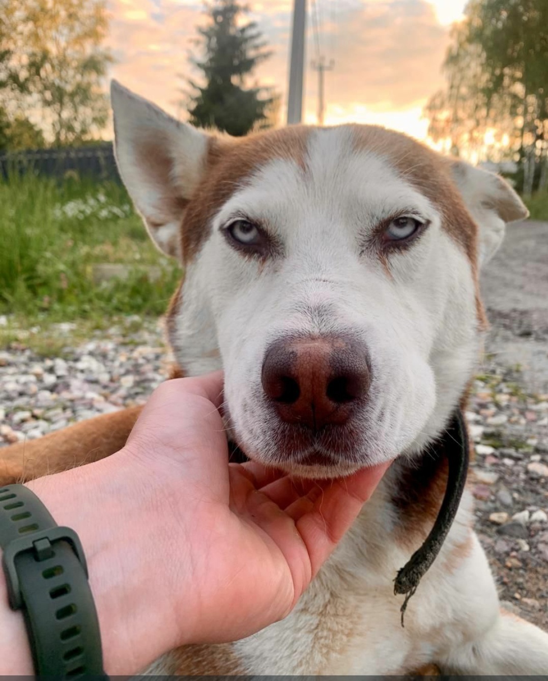 Reply to the post “Husky: Shelters are overcrowded with these dogs. This is what wild popularity in the city leads to.” - Husky, Dog, Animals, Care, In good hands, Homeless animals, Video, Vertical video, Reply to post, Longpost, A wave of posts