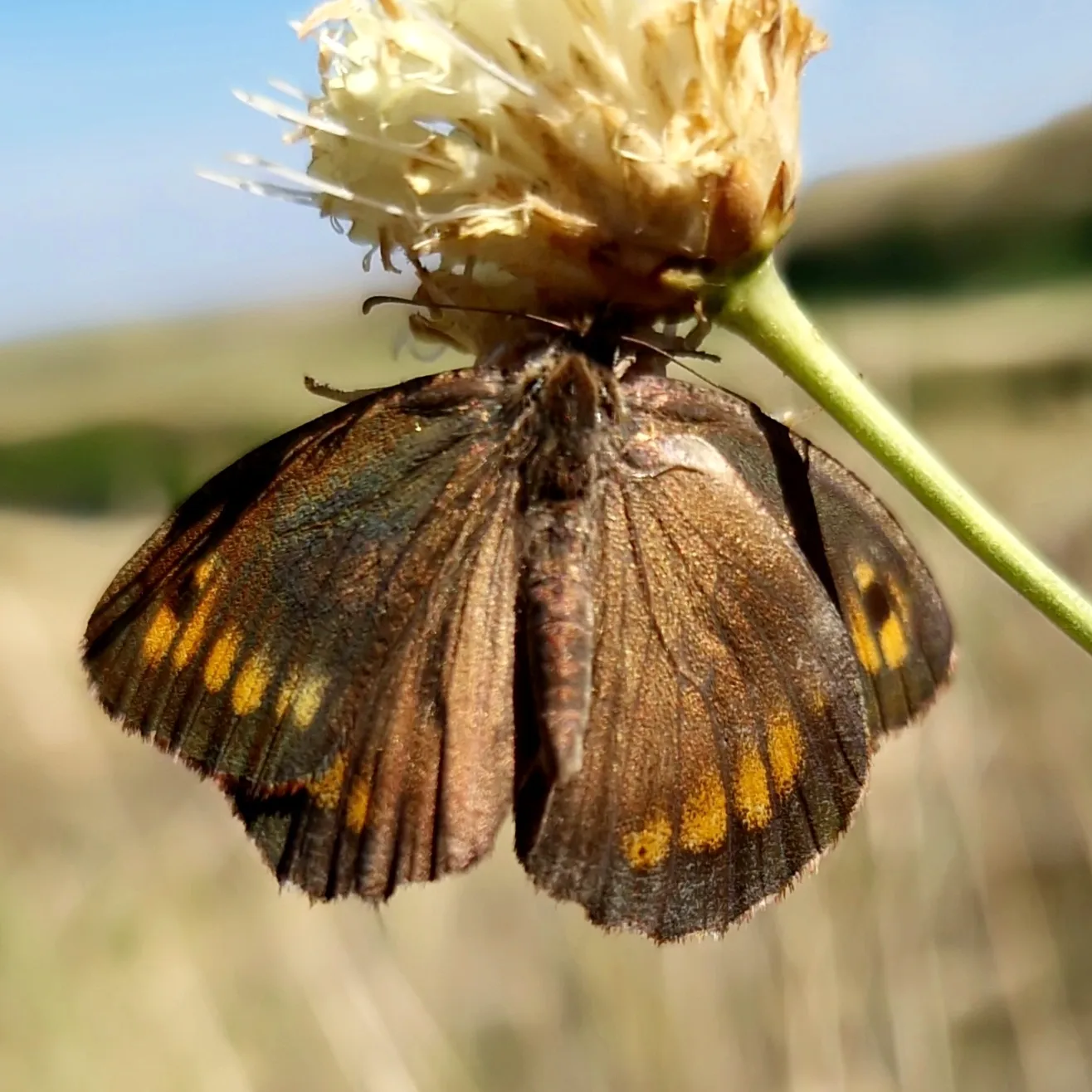 Eight-legged helpers - My, Entomology, Insects, Spider, Invertebrates, Butterfly, Predatory animals, Steppe, Macro photography, Arethusa, August, Heat, Tragedy, Longpost