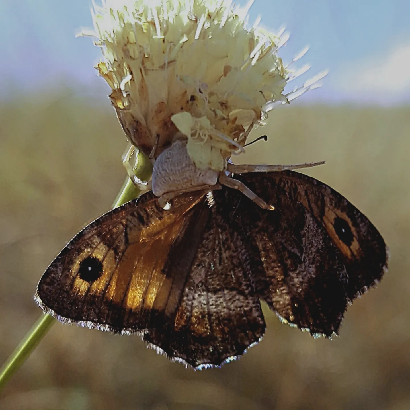 Eight-legged helpers - My, Entomology, Insects, Spider, Invertebrates, Butterfly, Predatory animals, Steppe, Macro photography, Arethusa, August, Heat, Tragedy, Longpost