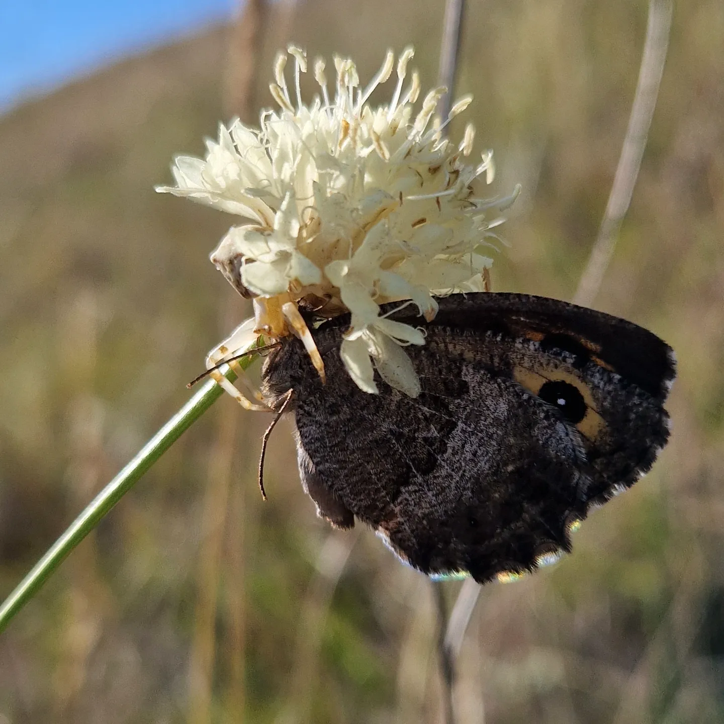 Eight-legged helpers - My, Entomology, Insects, Spider, Invertebrates, Butterfly, Predatory animals, Steppe, Macro photography, Arethusa, August, Heat, Tragedy, Longpost