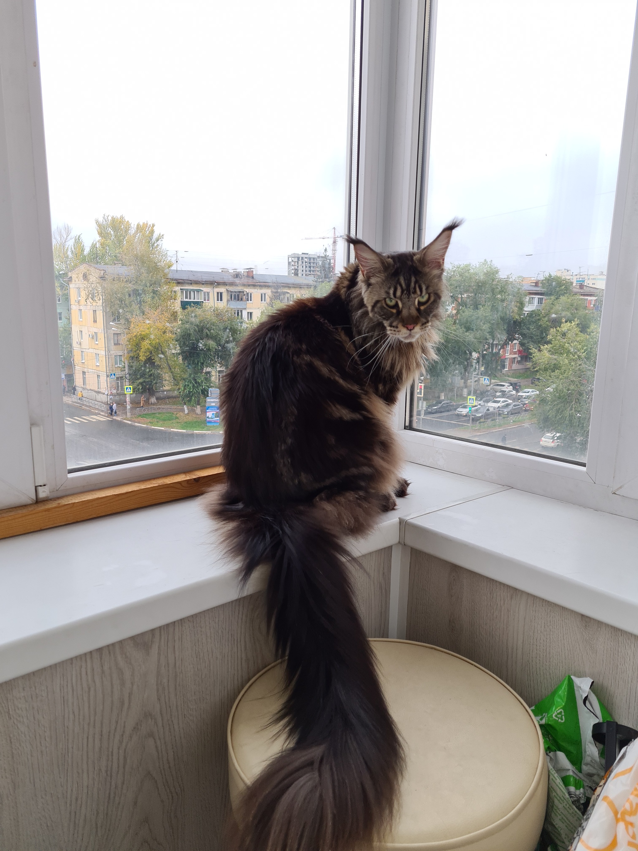 Small/Big cat - My, cat, Maine Coon, Portrait, Pets, The photo