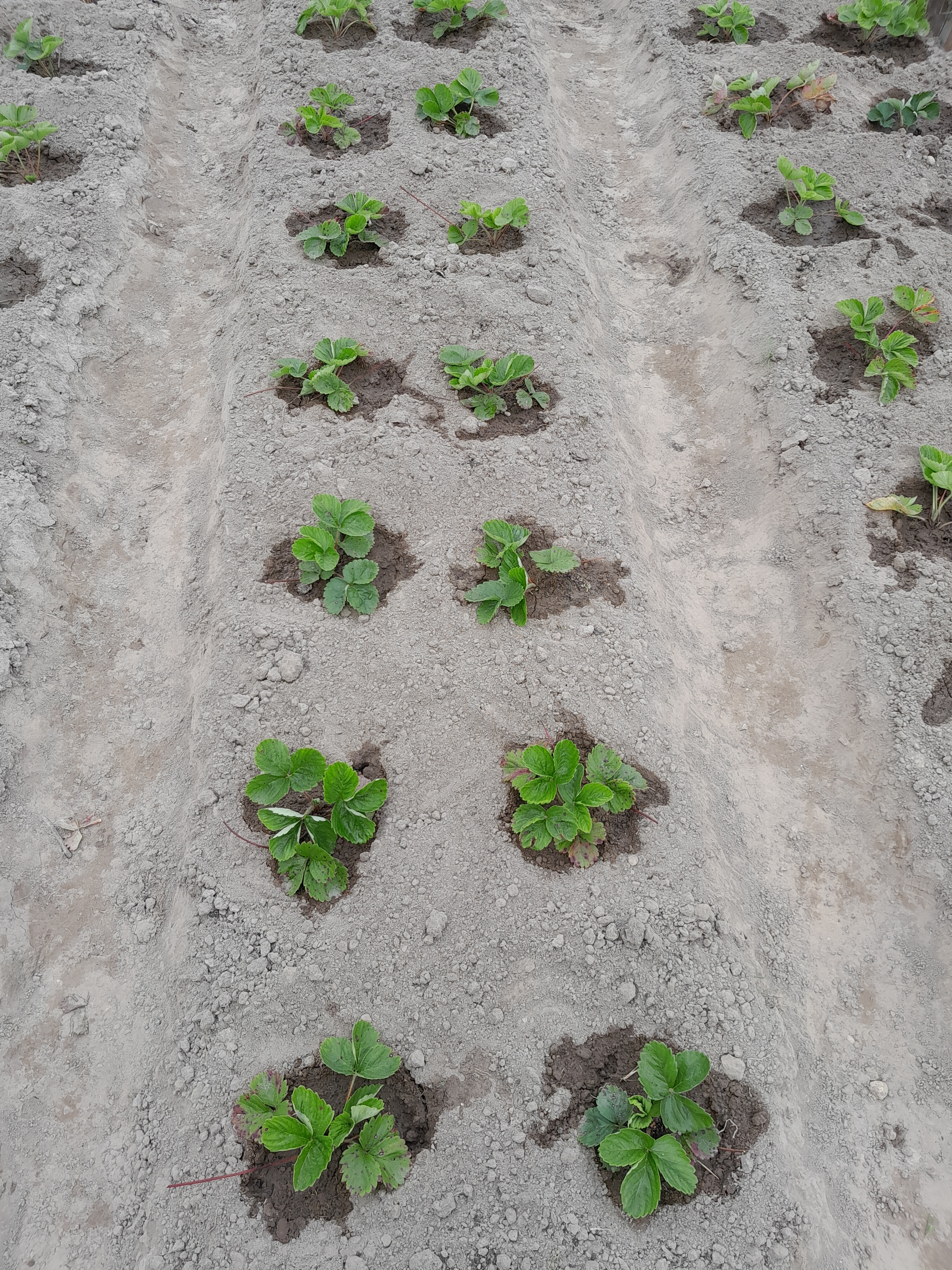 Carefully! Holy shit! - My, Harvesting, Сельское хозяйство, Strawberry (plant), Video, Vertical video, Longpost, Larva, Pests