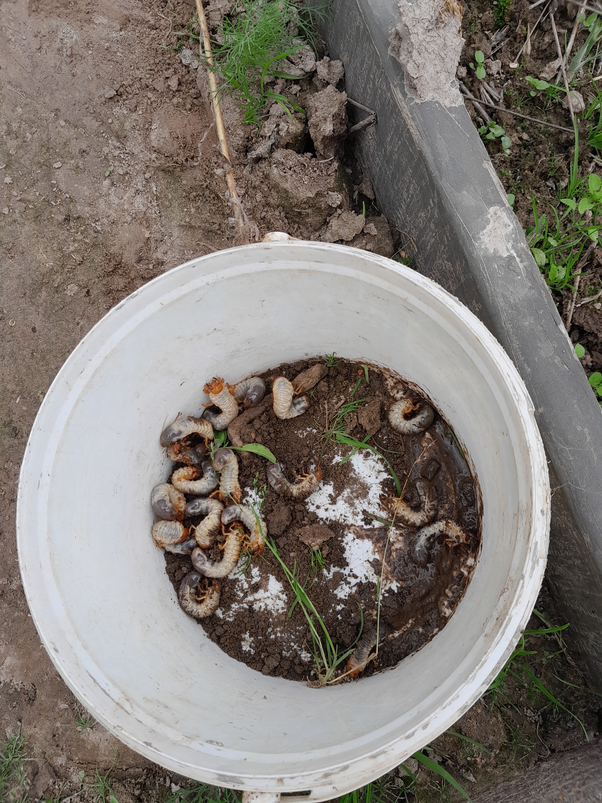 Carefully! Holy shit! - My, Harvesting, Сельское хозяйство, Strawberry (plant), Video, Vertical video, Longpost, Larva, Pests