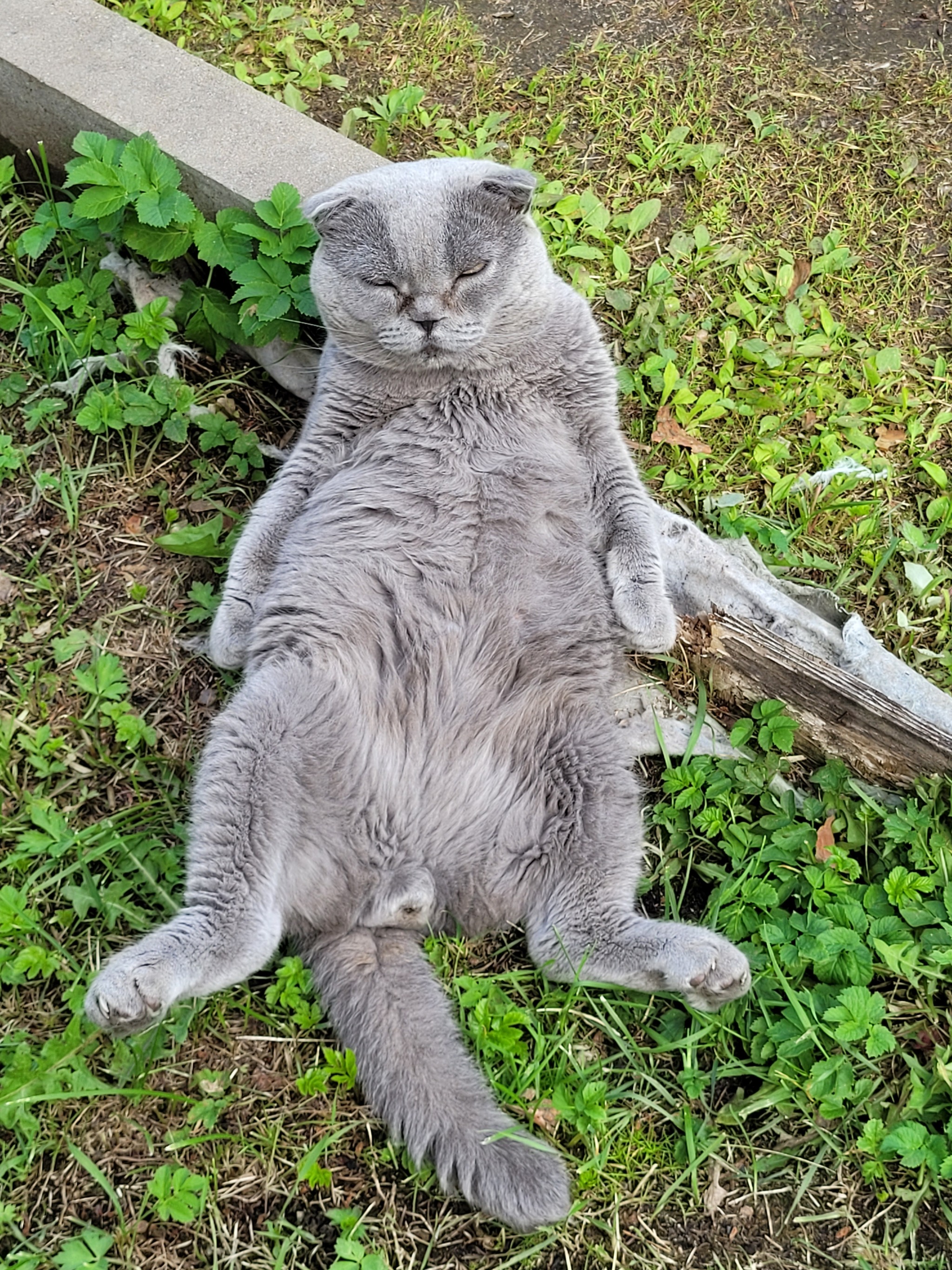 Kiss me! - My, cat, Relaxation, The photo