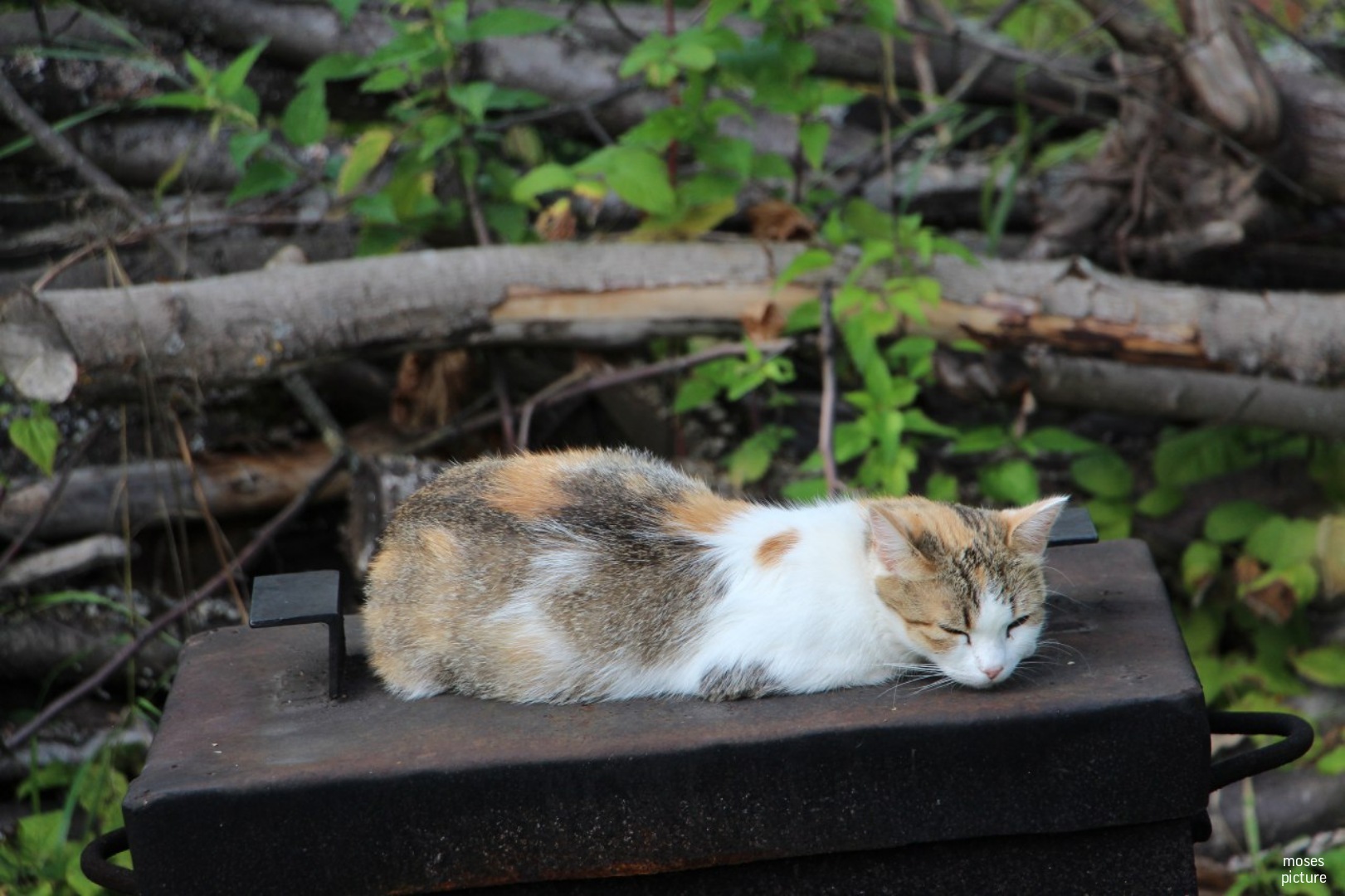 У нас на даче довольно много котов ходят, вот некоторые из них: - Моё, Кот, Лето, Красота, Милота, Фотография, Дача