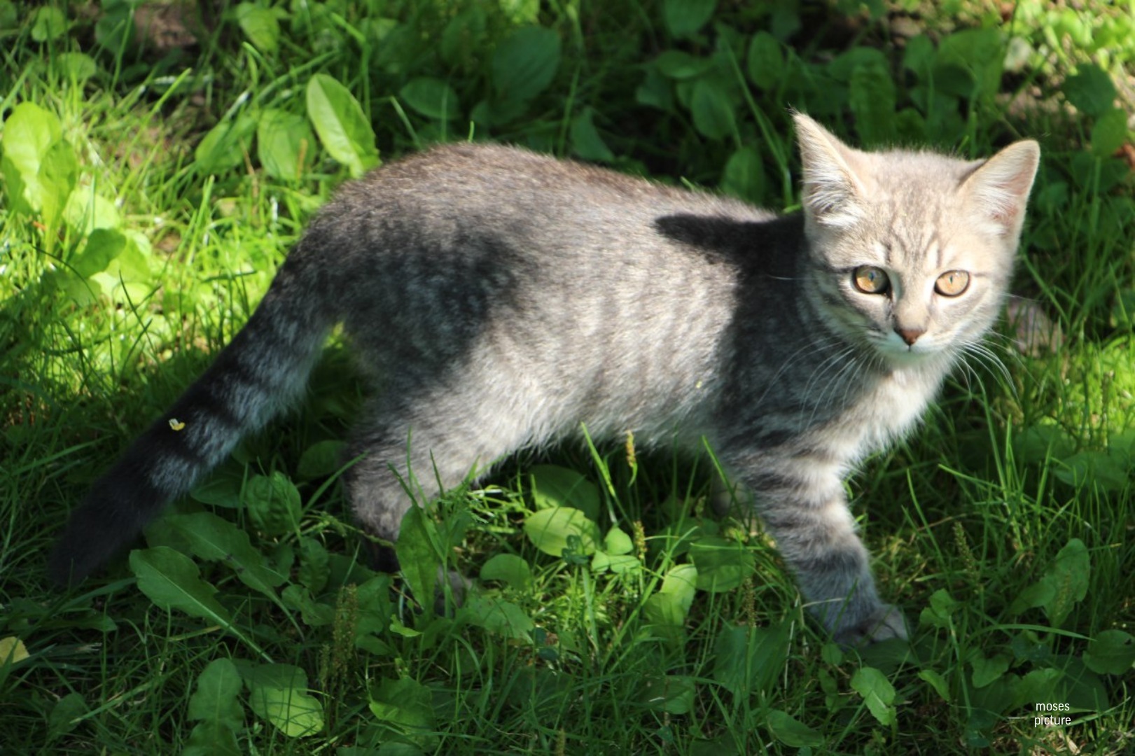 У нас на даче довольно много котов ходят, вот некоторые из них: - Моё, Кот, Лето, Красота, Милота, Фотография, Дача