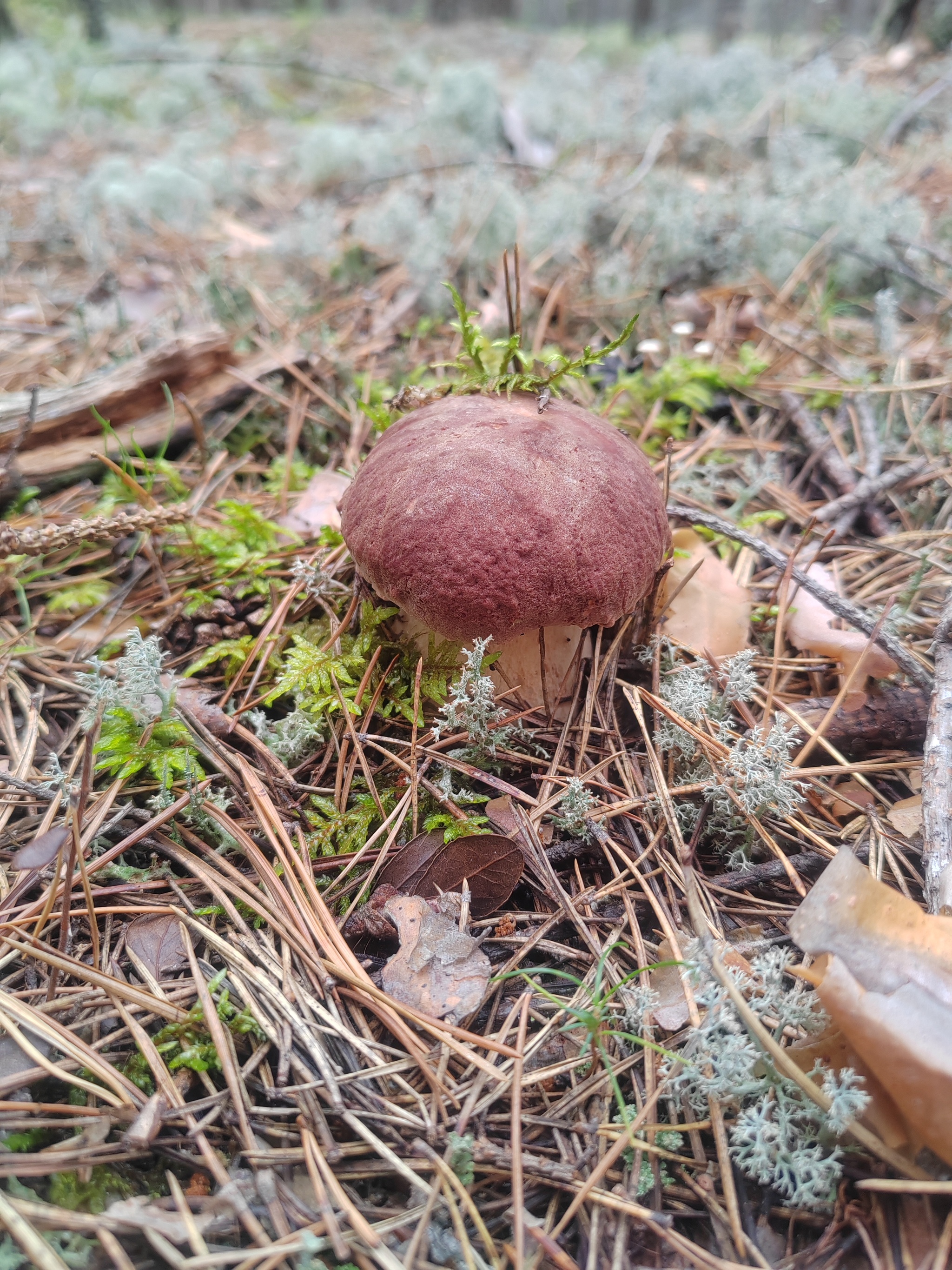 The time has come - My, Village, Village, Relaxation, Mobile photography, Mushrooms, Porcini, Siberia, Camping, Mushroom pickers, Longpost