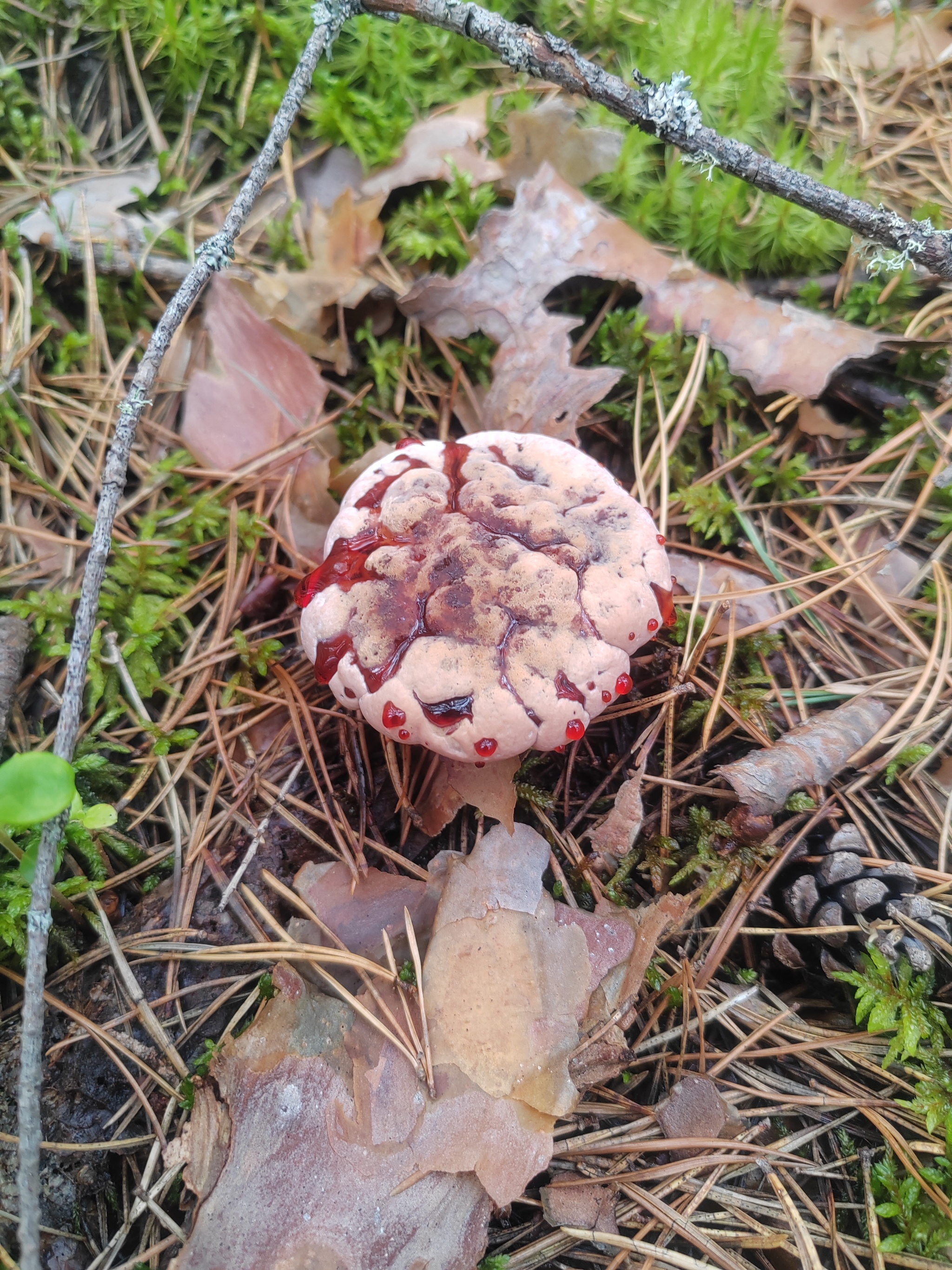 The time has come - My, Village, Village, Relaxation, Mobile photography, Mushrooms, Porcini, Siberia, Camping, Mushroom pickers, Longpost