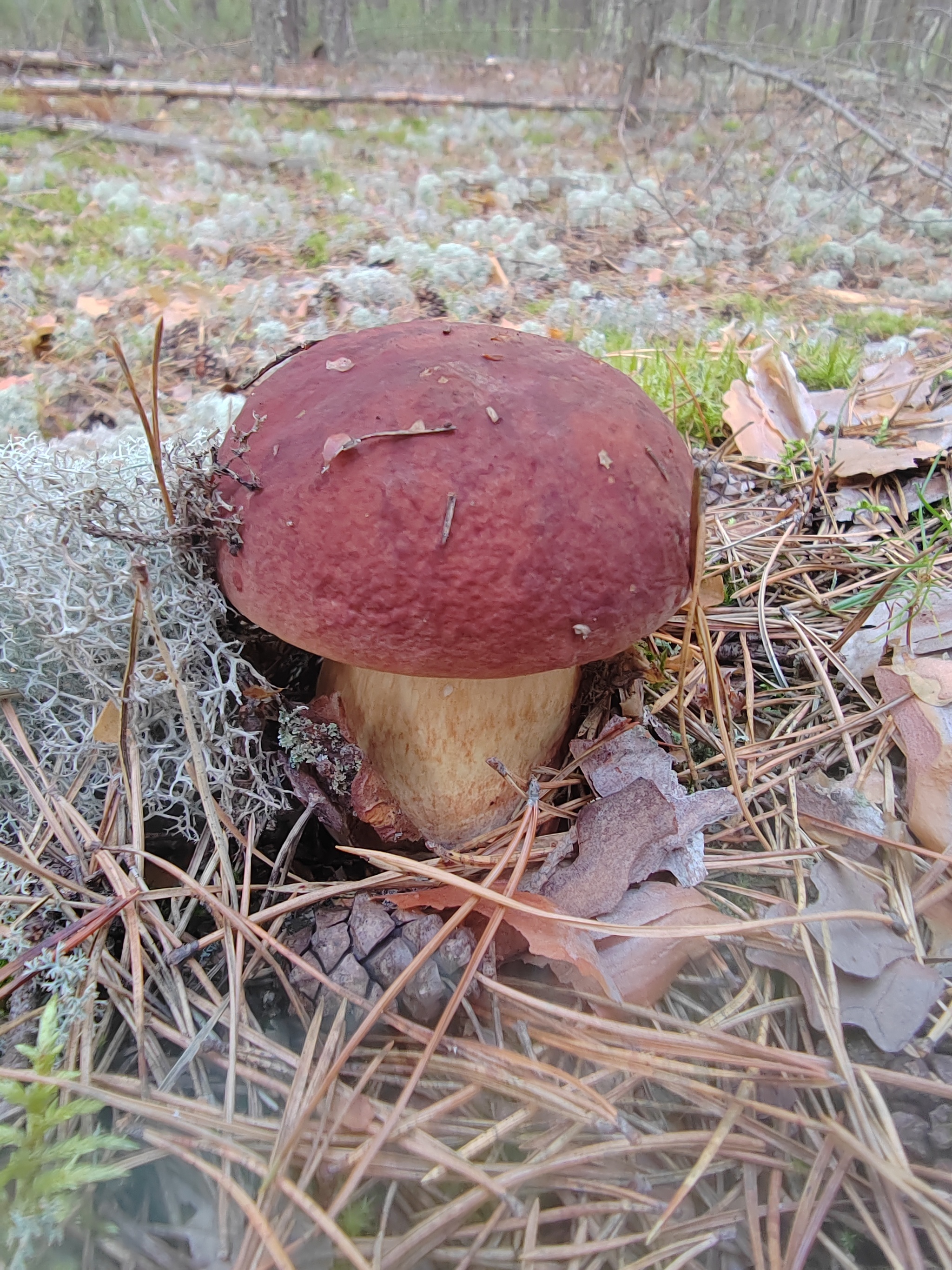 The time has come - My, Village, Village, Relaxation, Mobile photography, Mushrooms, Porcini, Siberia, Camping, Mushroom pickers, Longpost