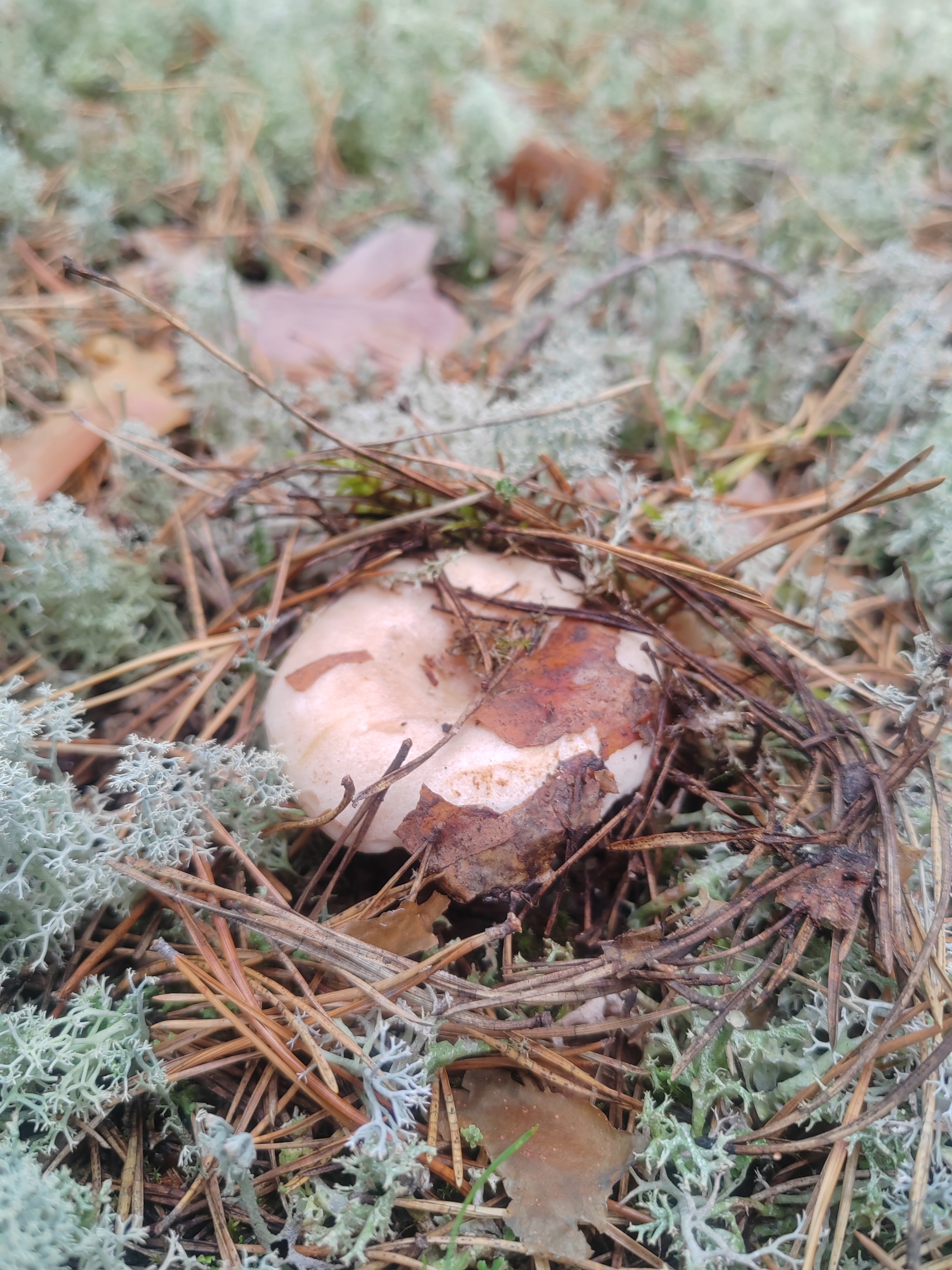 The time has come - My, Village, Village, Relaxation, Mobile photography, Mushrooms, Porcini, Siberia, Camping, Mushroom pickers, Longpost