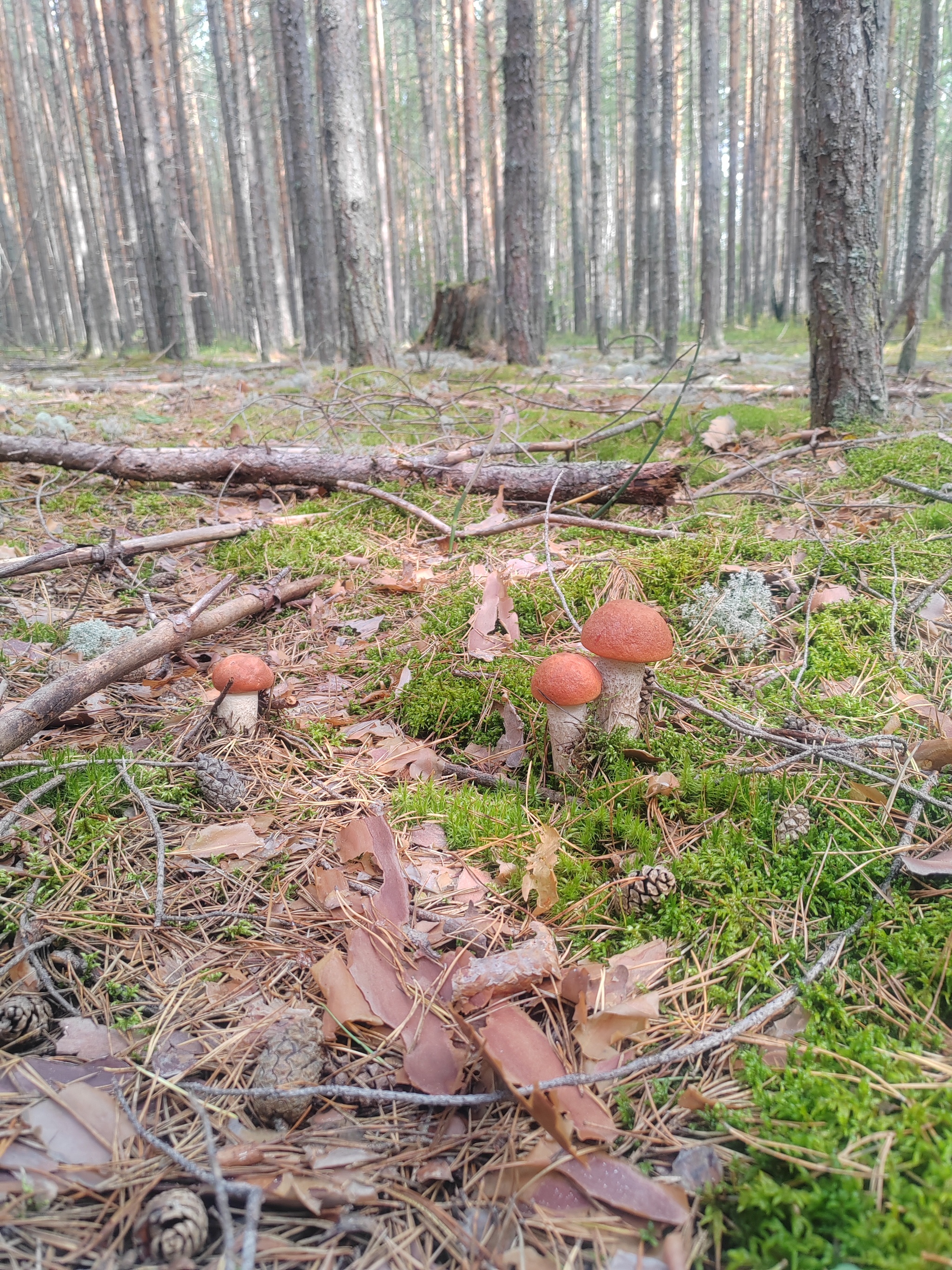 The time has come - My, Village, Village, Relaxation, Mobile photography, Mushrooms, Porcini, Siberia, Camping, Mushroom pickers, Longpost