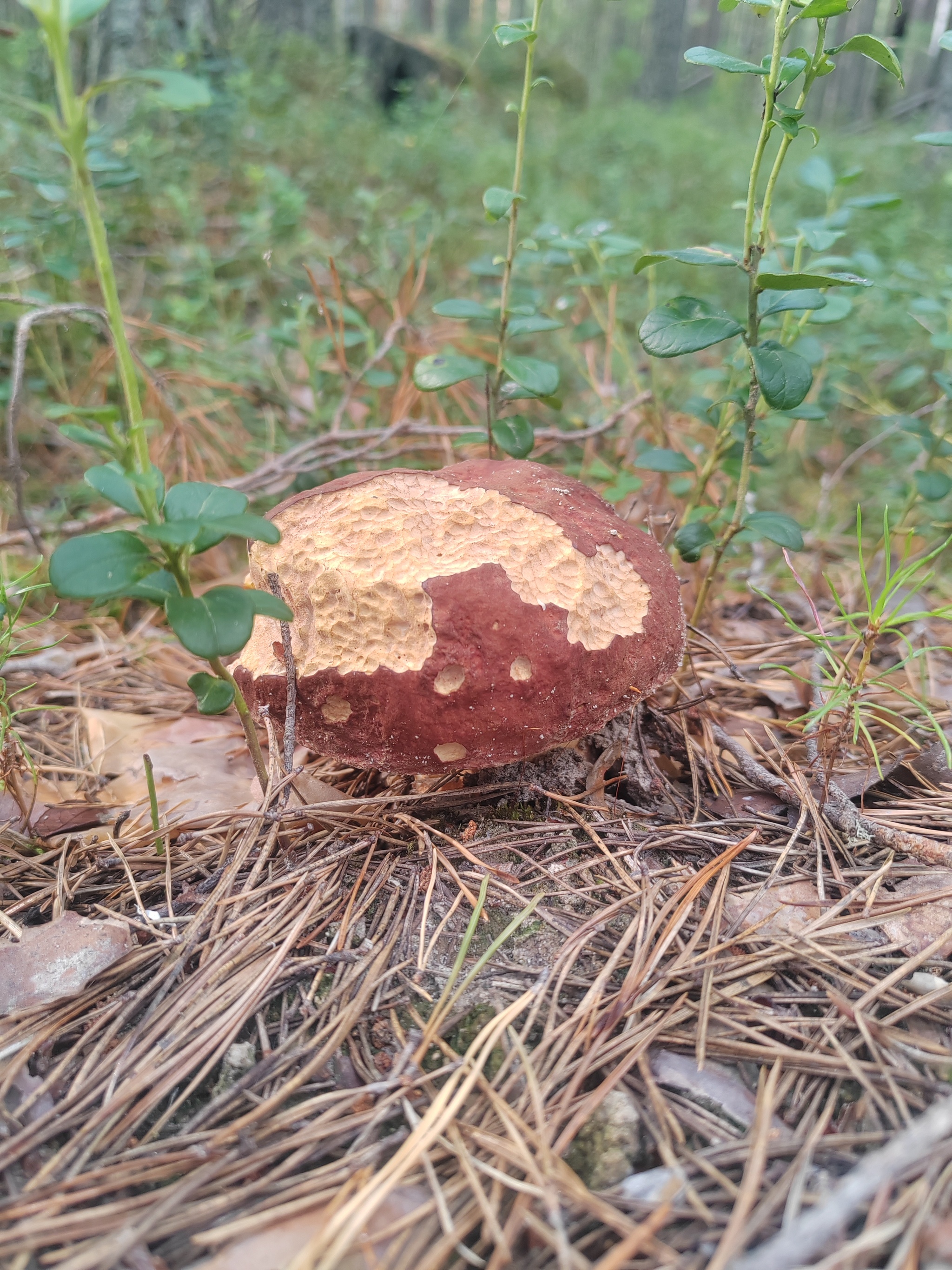 The time has come - My, Village, Village, Relaxation, Mobile photography, Mushrooms, Porcini, Siberia, Camping, Mushroom pickers, Longpost