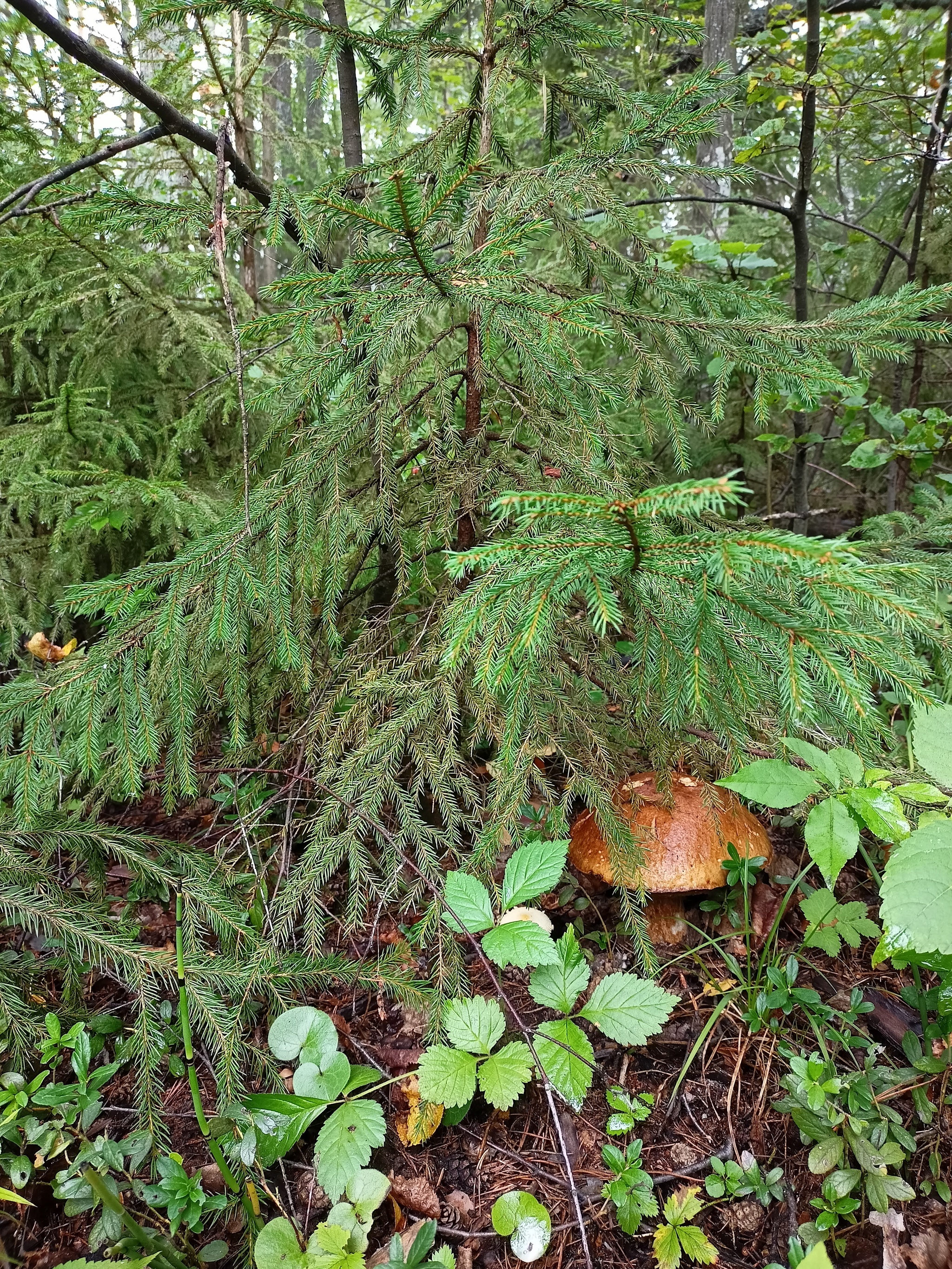 Place of power - My, Forest, Mushrooms, Porcini, Longpost, Walk in the woods, The photo