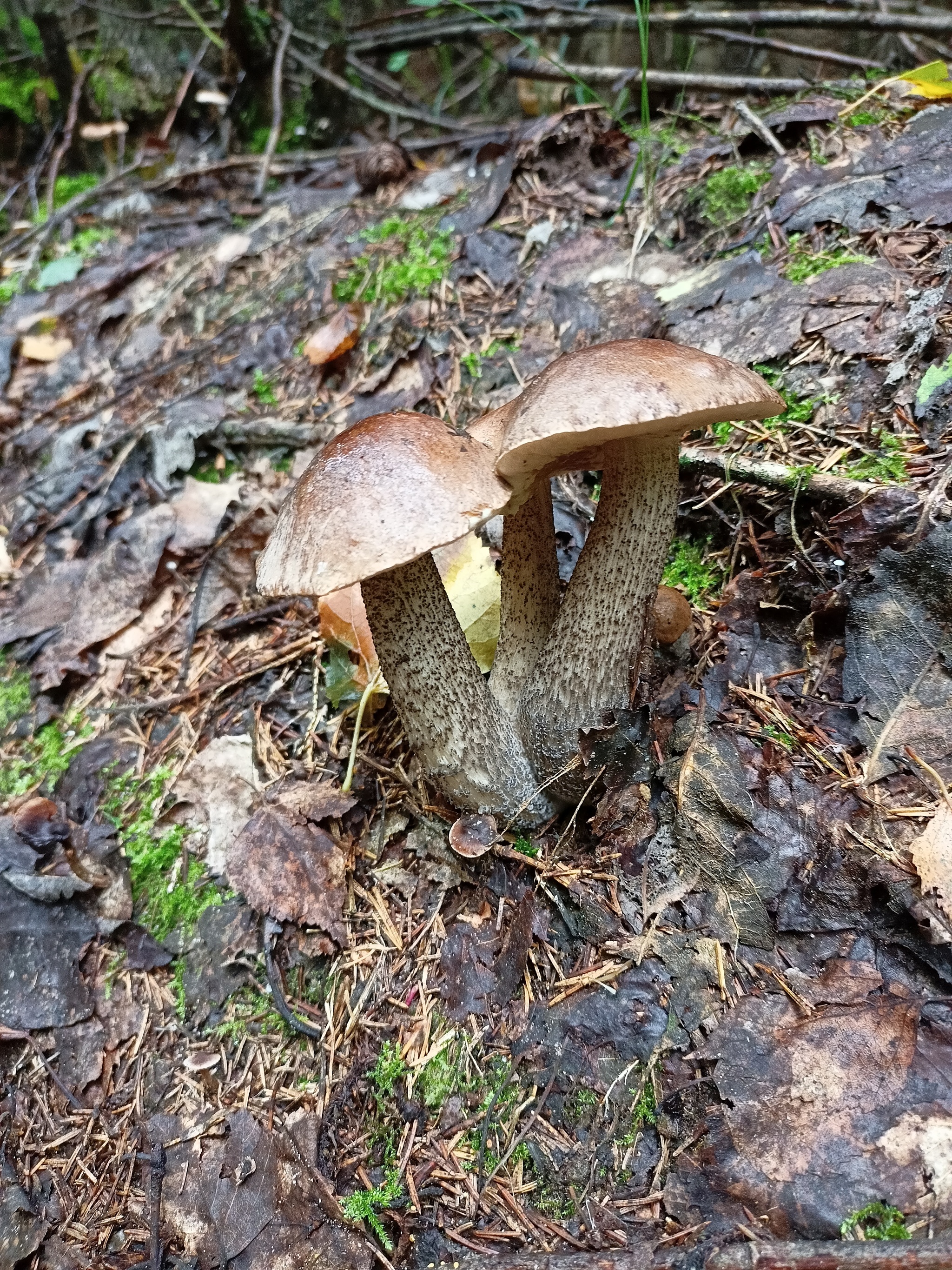 Place of power - My, Forest, Mushrooms, Porcini, Longpost, Walk in the woods, The photo