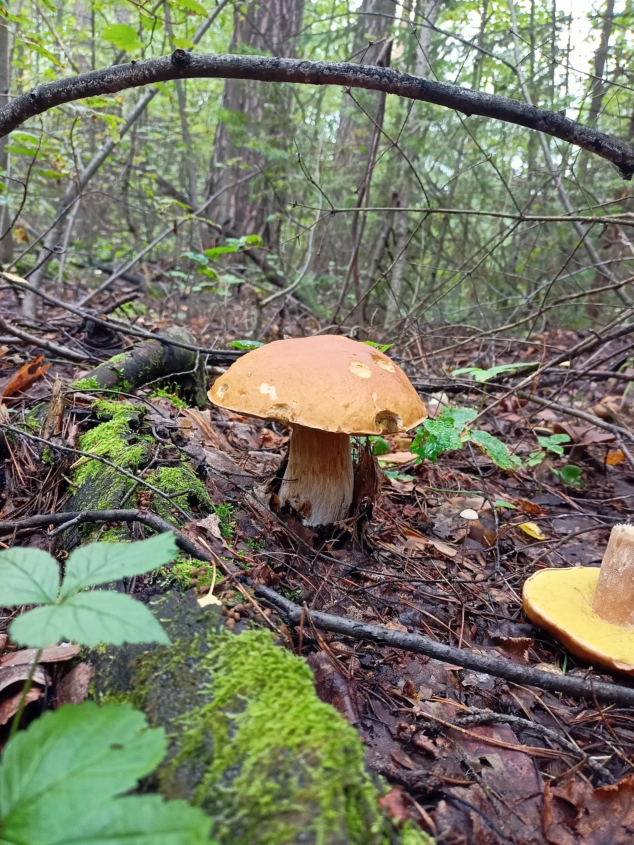 Place of power - My, Forest, Mushrooms, Porcini, Longpost, Walk in the woods, The photo