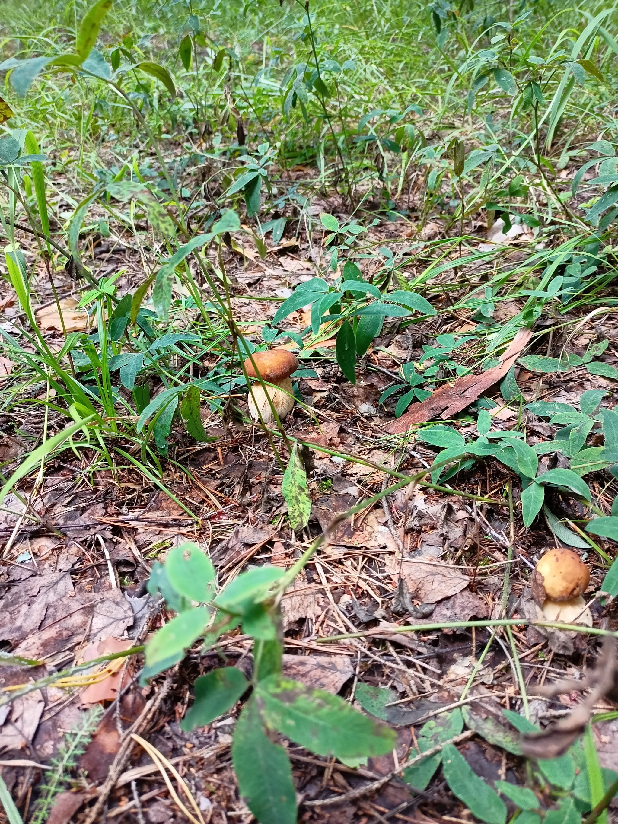 Place of power - My, Forest, Mushrooms, Porcini, Longpost, Walk in the woods, The photo