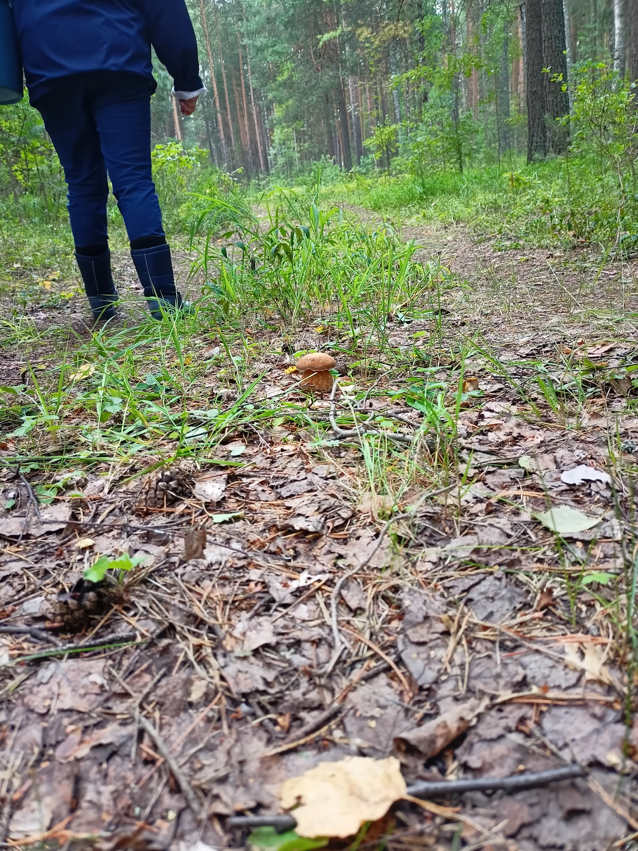 Place of power - My, Forest, Mushrooms, Porcini, Longpost, Walk in the woods, The photo