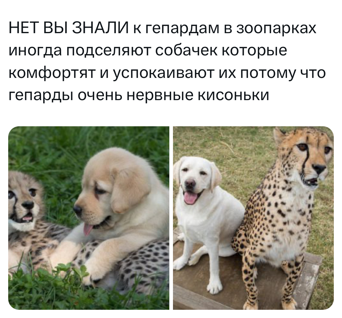 Settlers - Screenshot, Cheetah, Dog, settlers, Zoo, Milota, Telegram (link), Repeat