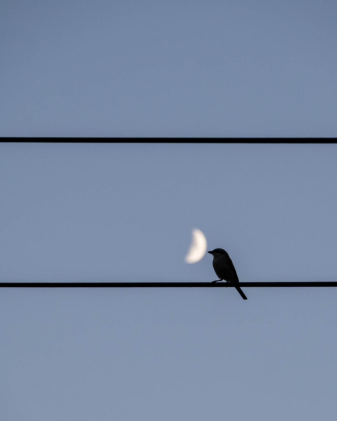 Silence - My, The photo, Nature, Birds