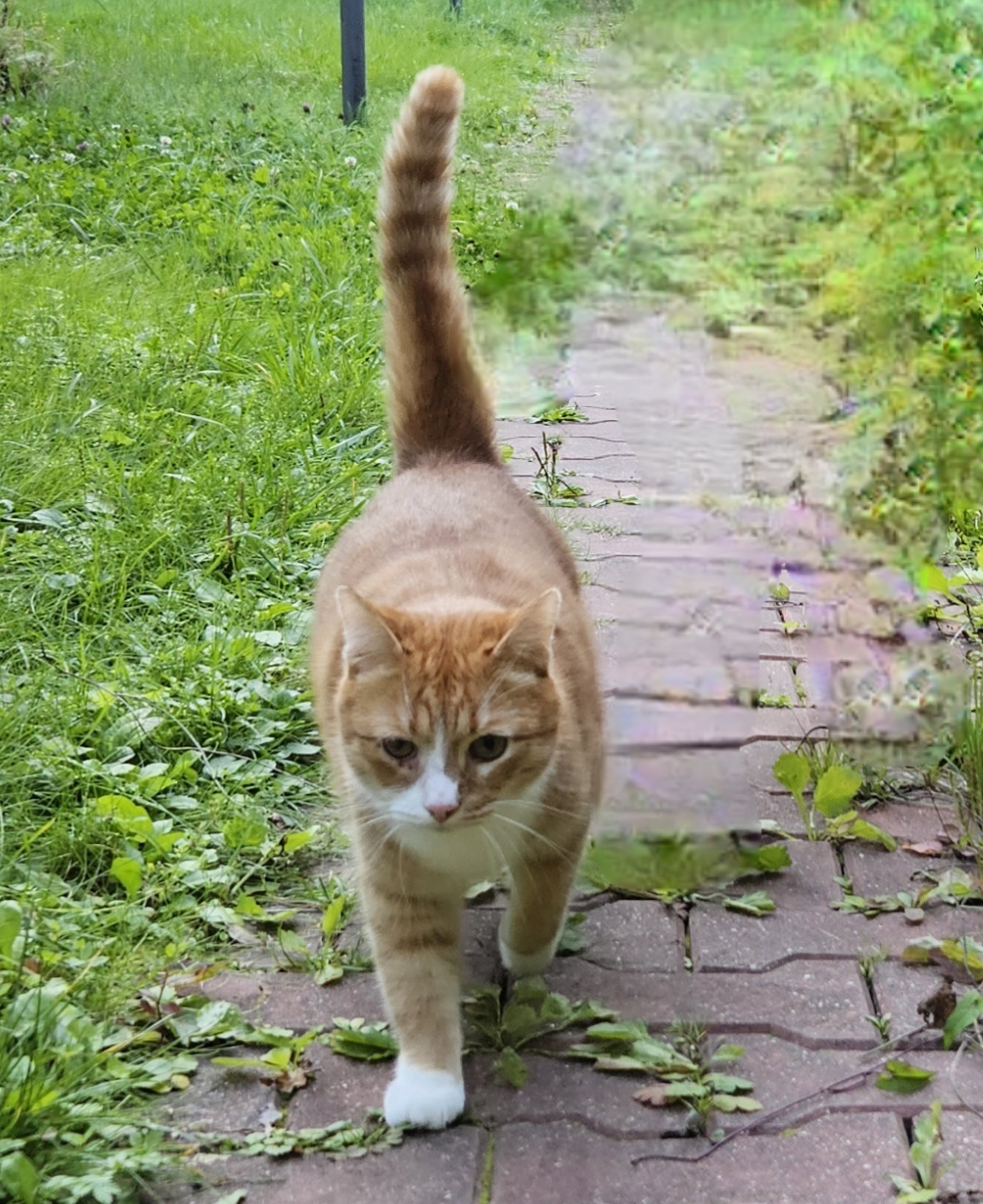 Please HELP find the CAT! - My, No rating, Lost cat, Moscow region, Redheads, Longpost, cat, Lost, Help me find