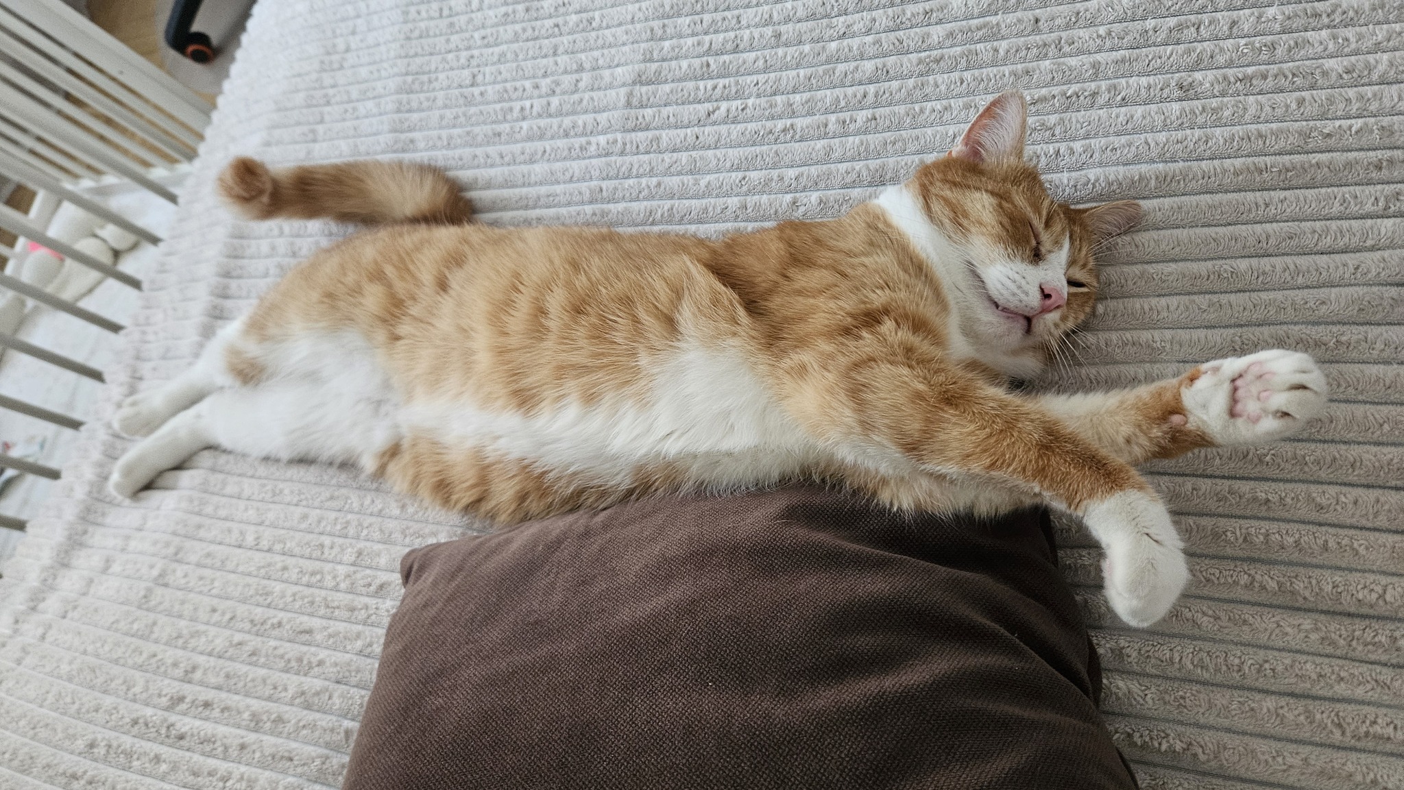 Please HELP find the CAT! - My, No rating, Lost cat, Moscow region, Redheads, Longpost, cat, Lost, Help me find