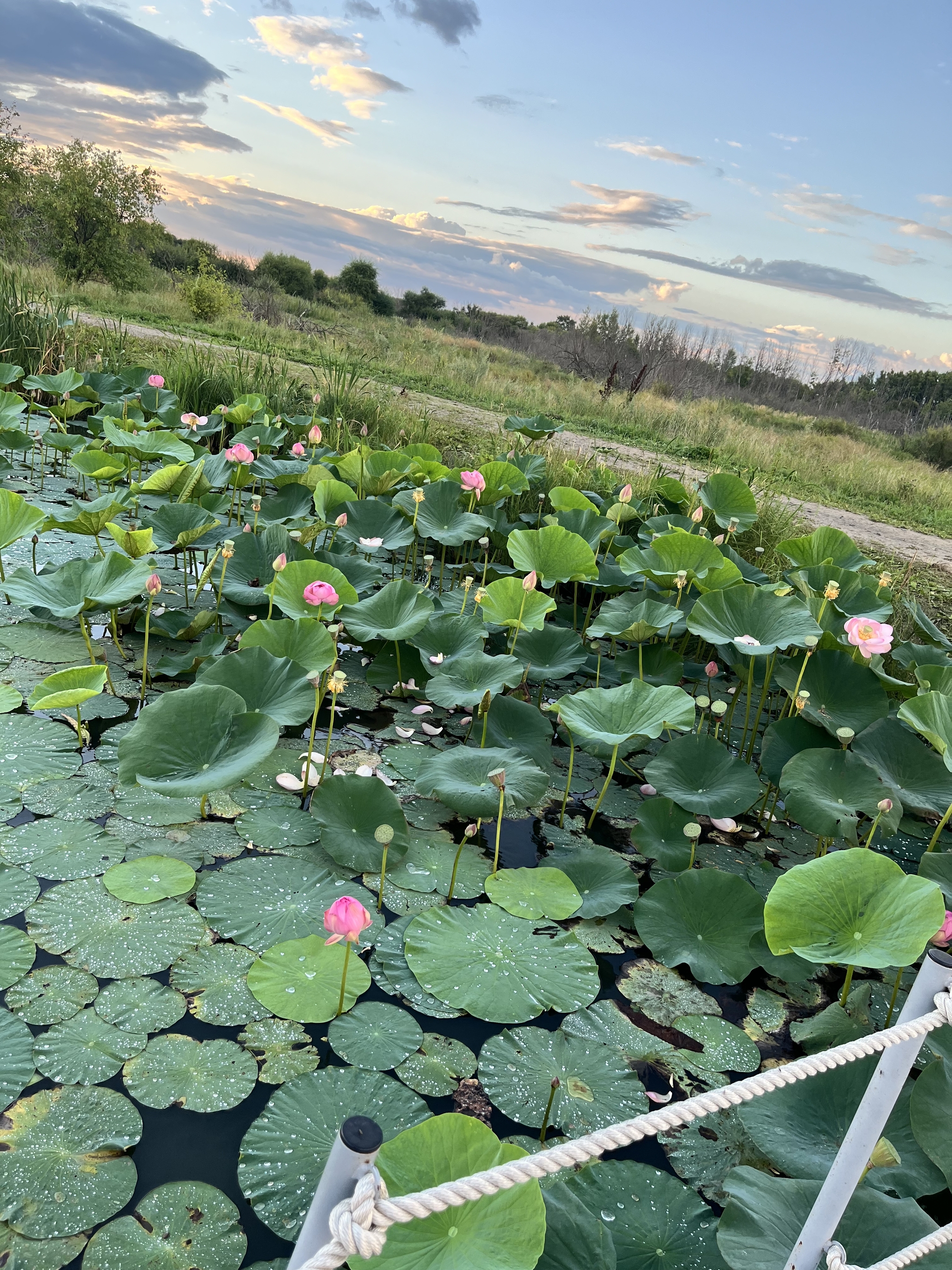 Beauty in the Amur region: lotus blossoms - Lotus, Flowers, Bloom, Nature, Amur region, Longpost, The photo