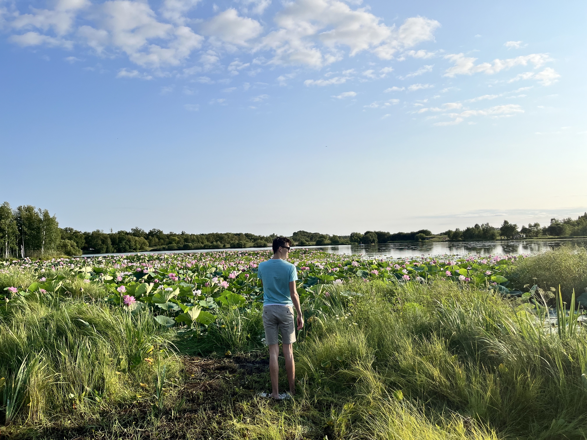 Beauty in the Amur region: lotus blossoms - Lotus, Flowers, Bloom, Nature, Amur region, Longpost, The photo