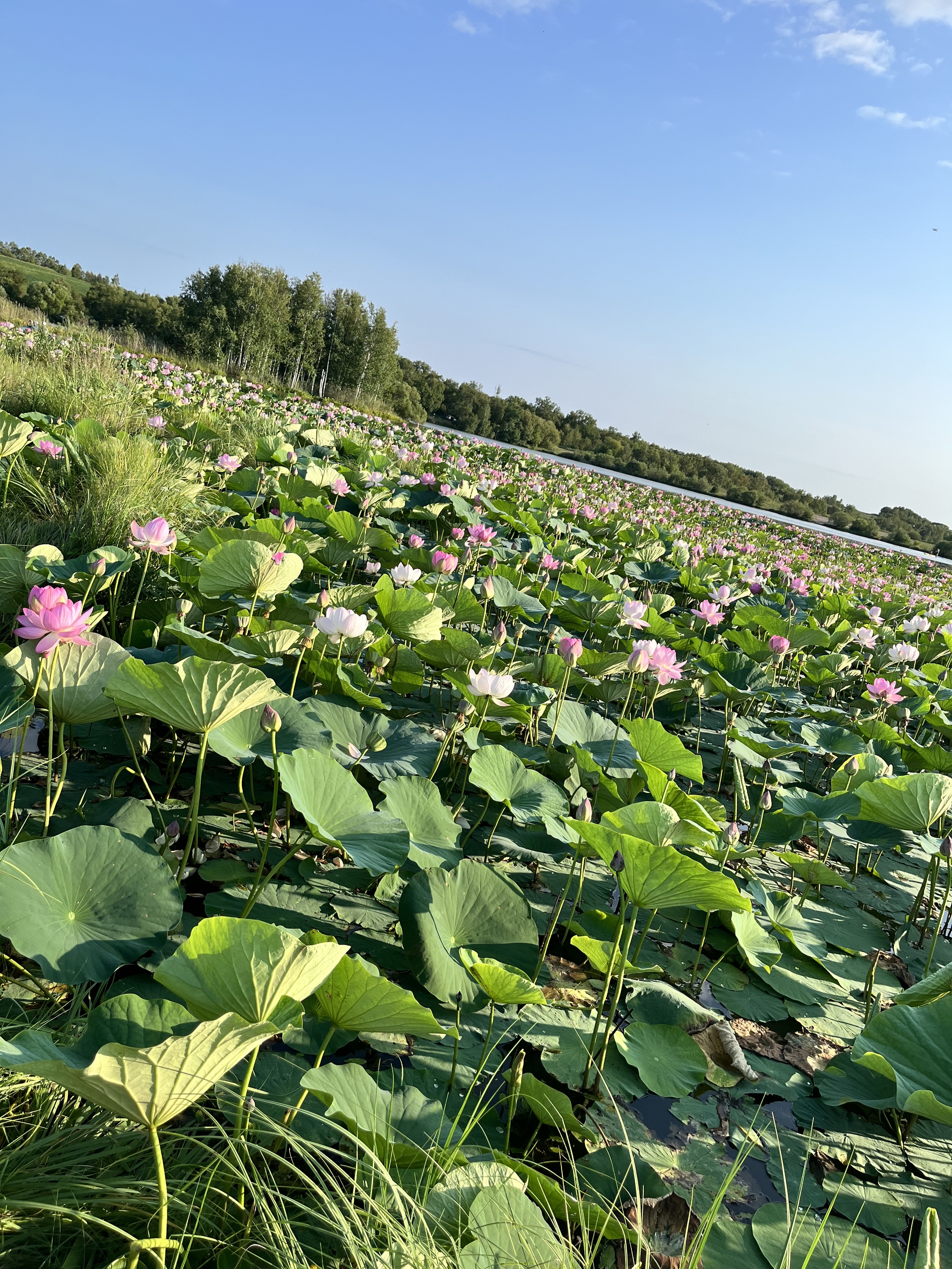 Beauty in the Amur region: lotus blossoms - Lotus, Flowers, Bloom, Nature, Amur region, Longpost, The photo