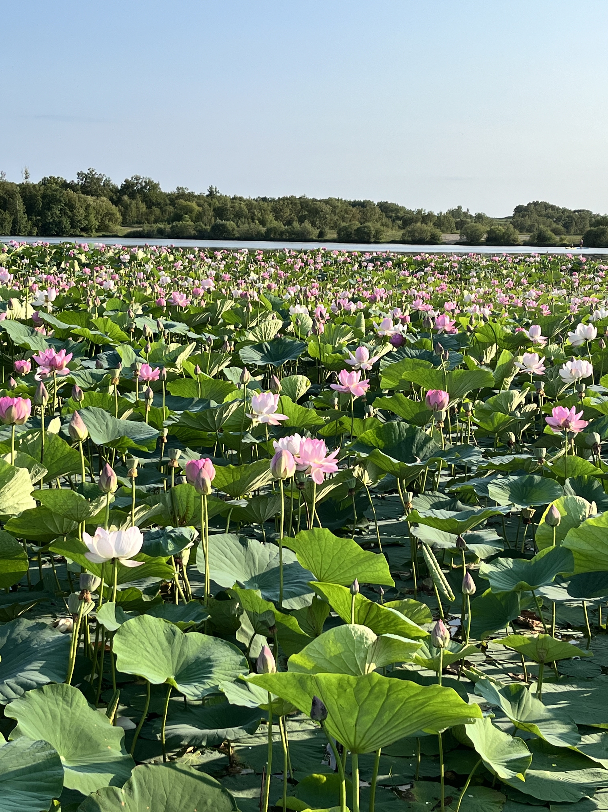 Beauty in the Amur region: lotus blossoms - Lotus, Flowers, Bloom, Nature, Amur region, Longpost, The photo