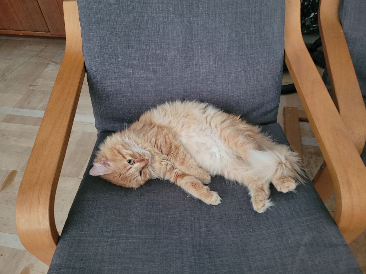 Hello from Pineapple. He has fully recovered, grown up and is happy with life. And says hello from the house of Pikabushnitsa - My, cat, Animal Rescue, Vertical video, It Was-It Was, Longpost, Found a home, Pick-up headphones, Video