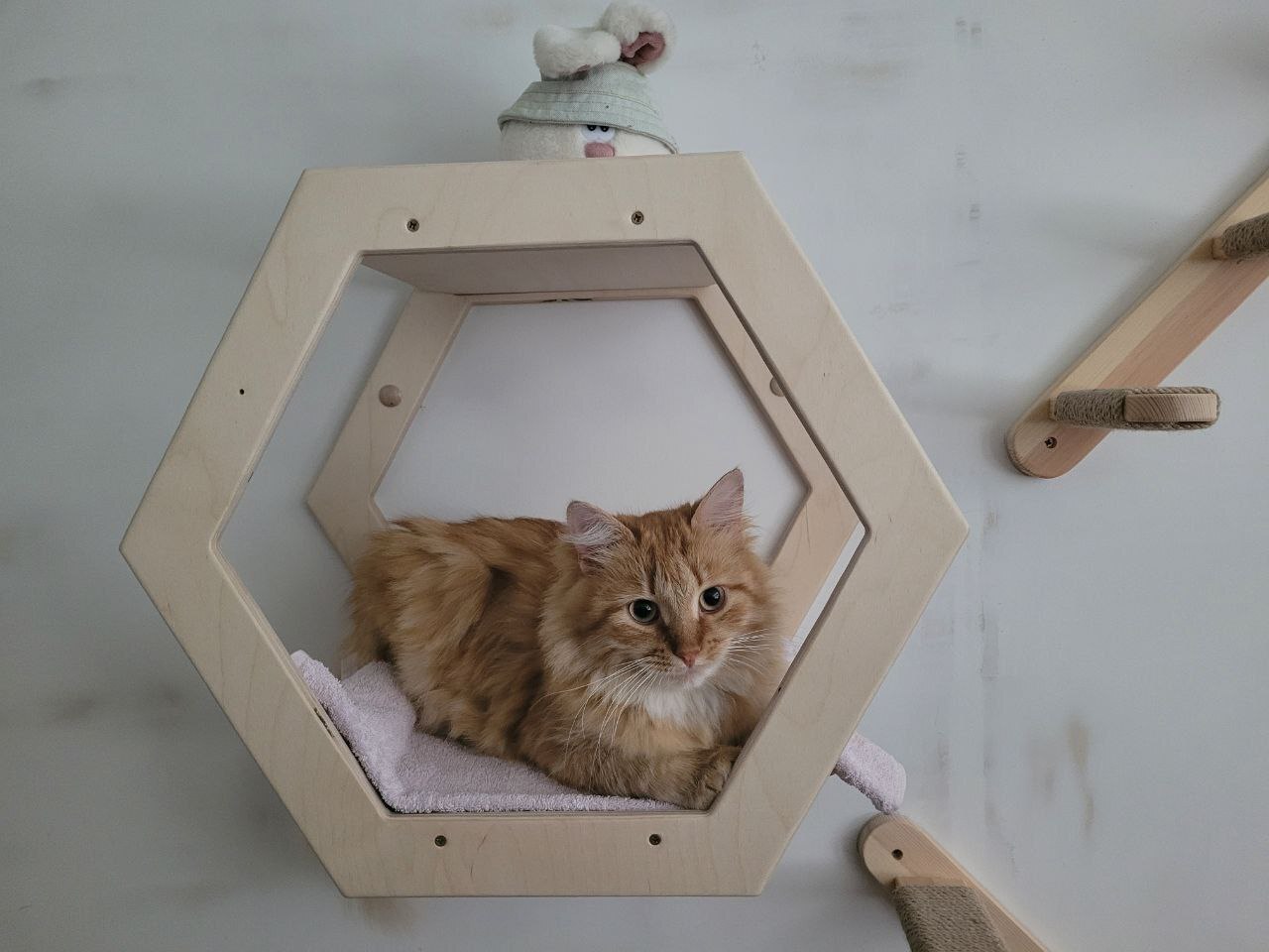 Hello from Pineapple. He has fully recovered, grown up and is happy with life. And says hello from the house of Pikabushnitsa - My, cat, Animal Rescue, Vertical video, It Was-It Was, Longpost, Found a home, Pick-up headphones, Video