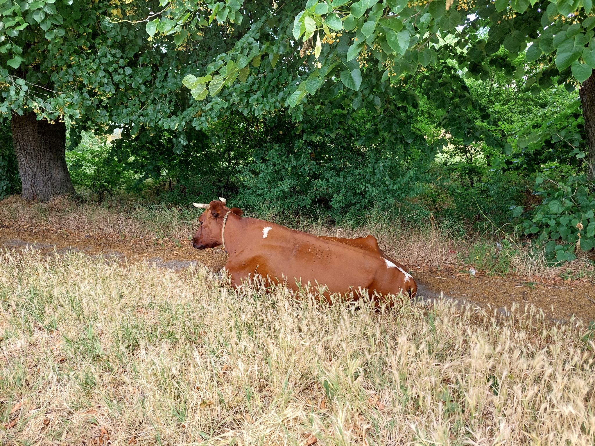 Local flavor - My, Our Small Town, Cow, Mobile photography, Oddities