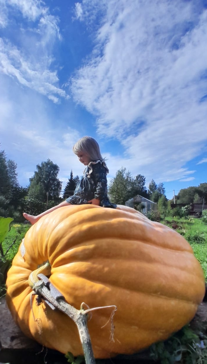 Giant Pumpkin Mole weighing 286kg - My, Pumpkin, Giant pumpkin, Giants, Gigantomania, Longpost