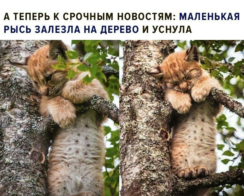 Reply to the post “And now to the important events” - Picture with text, Humor, Animals, Wild animals, Lynx, Milota, Reply to post