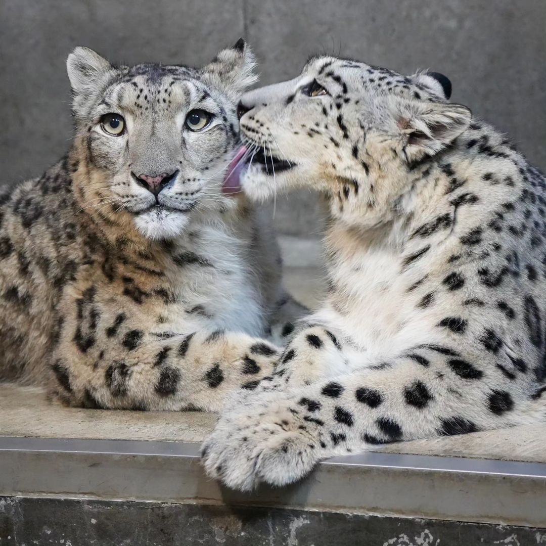 Mom and daughter - Wild animals, Predatory animals, Cat family, Zoo, Snow Leopard, The photo, Big cats