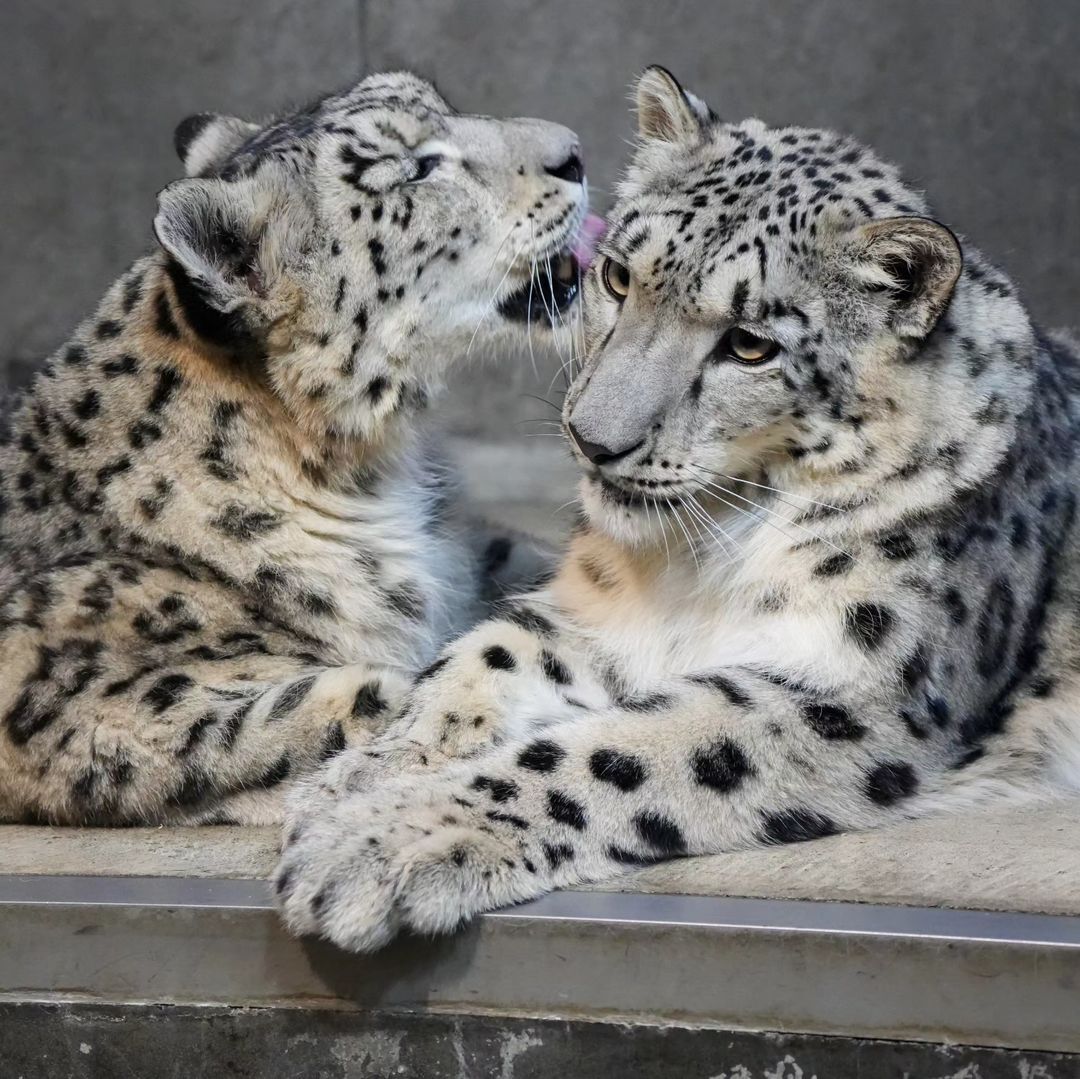 Mom and daughter - Wild animals, Predatory animals, Cat family, Zoo, Snow Leopard, The photo, Big cats