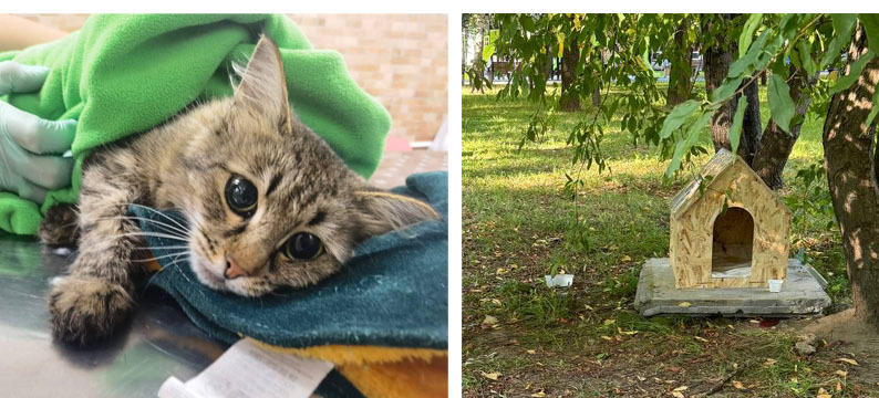 Siberian cat returns to the doghouse... - In good hands, Cat lovers, Kittens, Fluffy, cat, Homeless animals, No rating, Charity, Siberians, Pet the cat, Lost, Volunteering, Shelter, Overexposure, Veterinary, Good league, Longpost