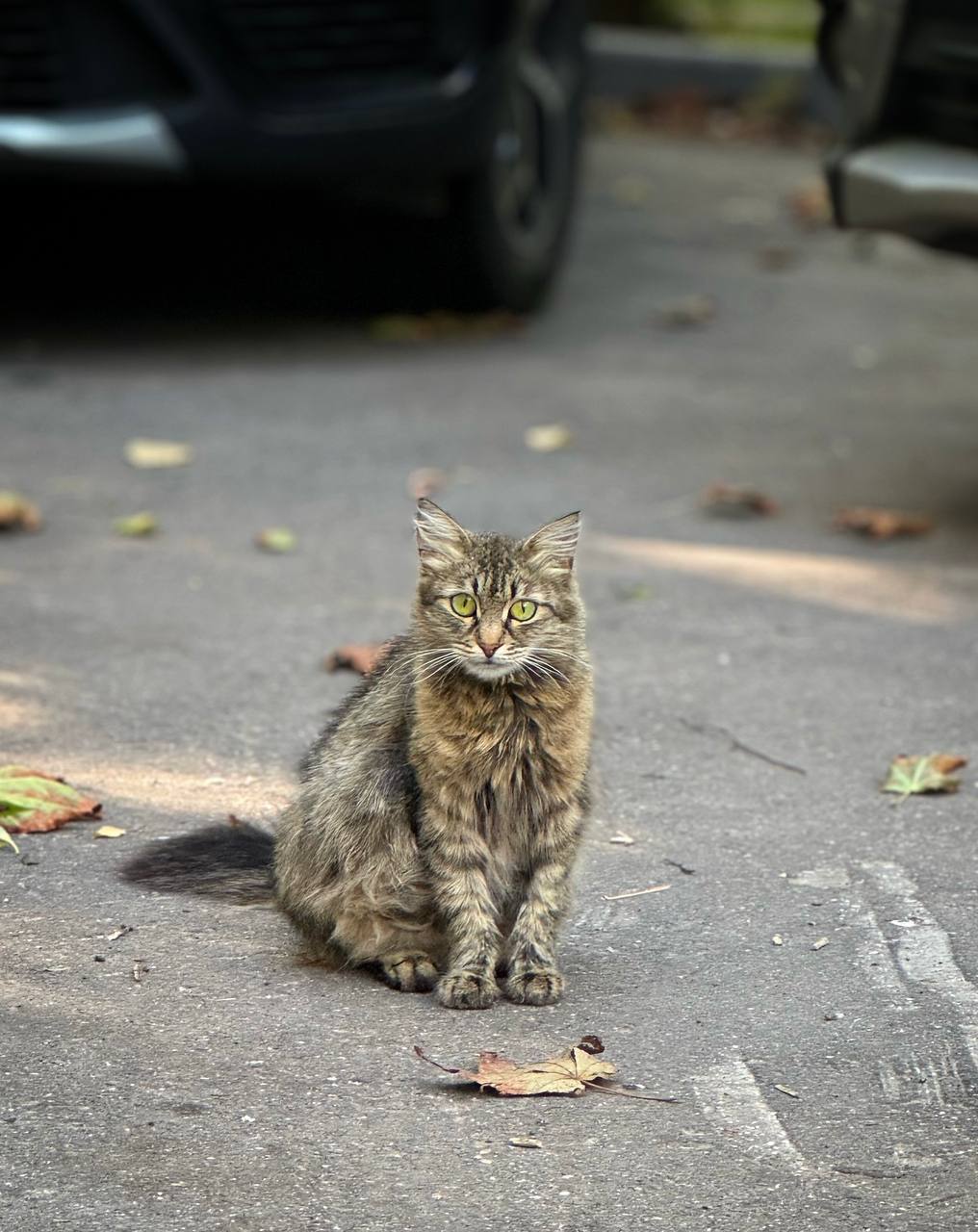 Siberian cat returns to the doghouse... - In good hands, Cat lovers, Kittens, Fluffy, cat, Homeless animals, No rating, Charity, Siberians, Pet the cat, Lost, Volunteering, Shelter, Overexposure, Veterinary, Good league, Longpost