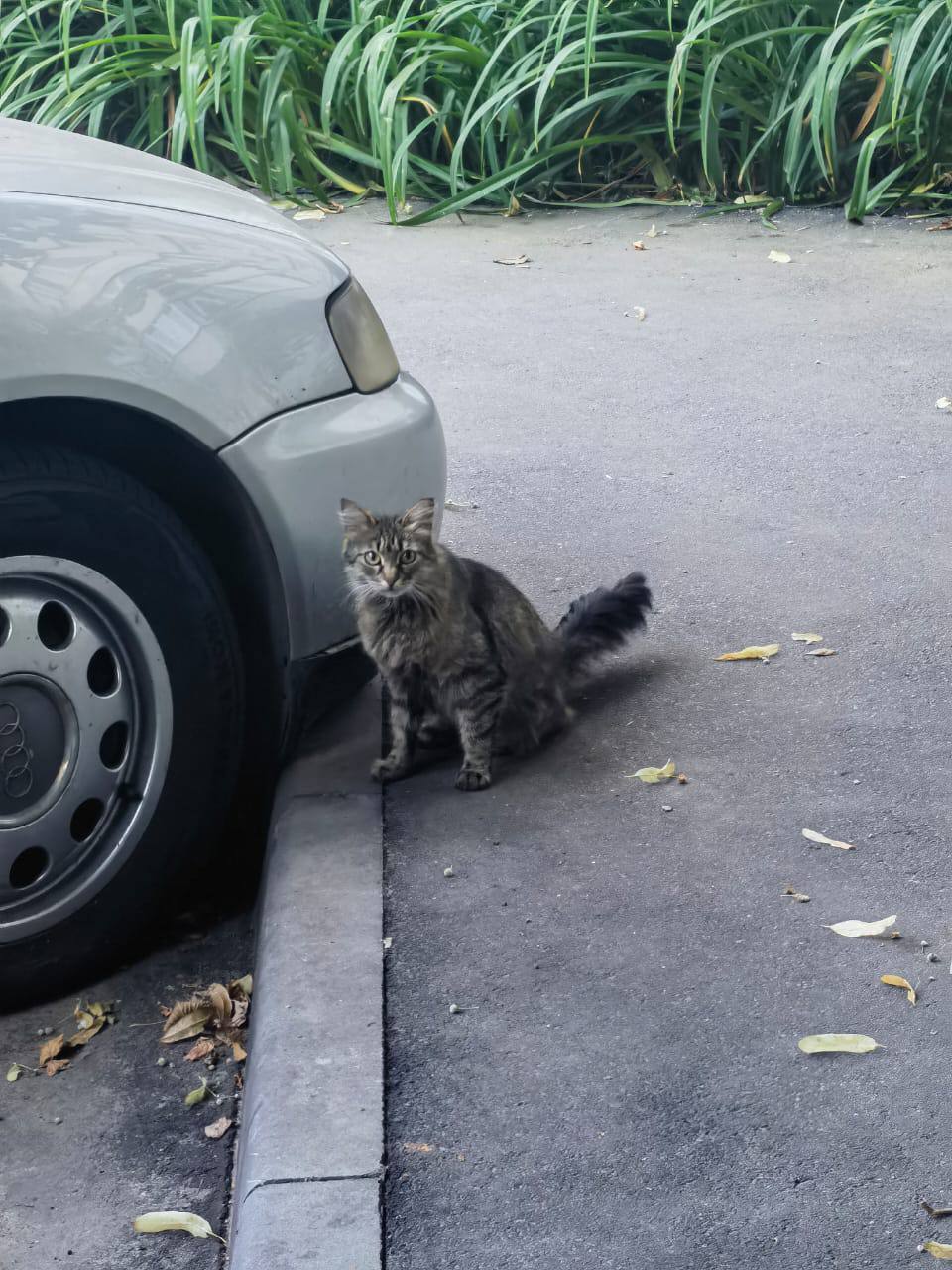 Siberian cat returns to the doghouse... - In good hands, Cat lovers, Kittens, Fluffy, cat, Homeless animals, No rating, Charity, Siberians, Pet the cat, Lost, Volunteering, Shelter, Overexposure, Veterinary, Good league, Longpost