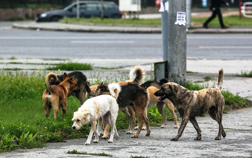 The issue of killing stray animals in Moscow will be put to the test vote for the elections. - Stray dogs, Moscow, Elections, Survey, Homeless animals, Politics