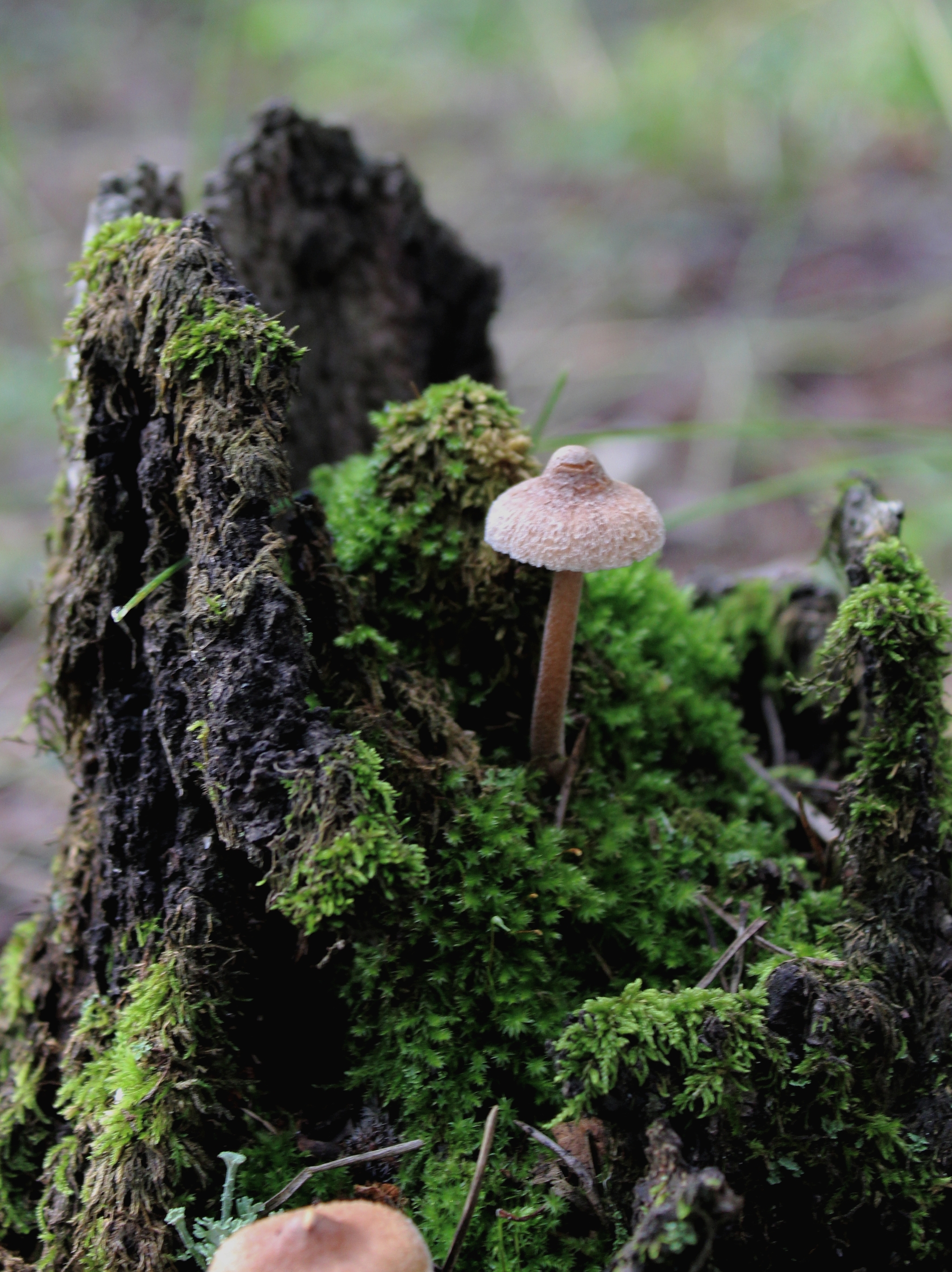 Forest adventures - My, Forest, Walk, Mushrooms, Plants, beauty, For the soul, Longpost