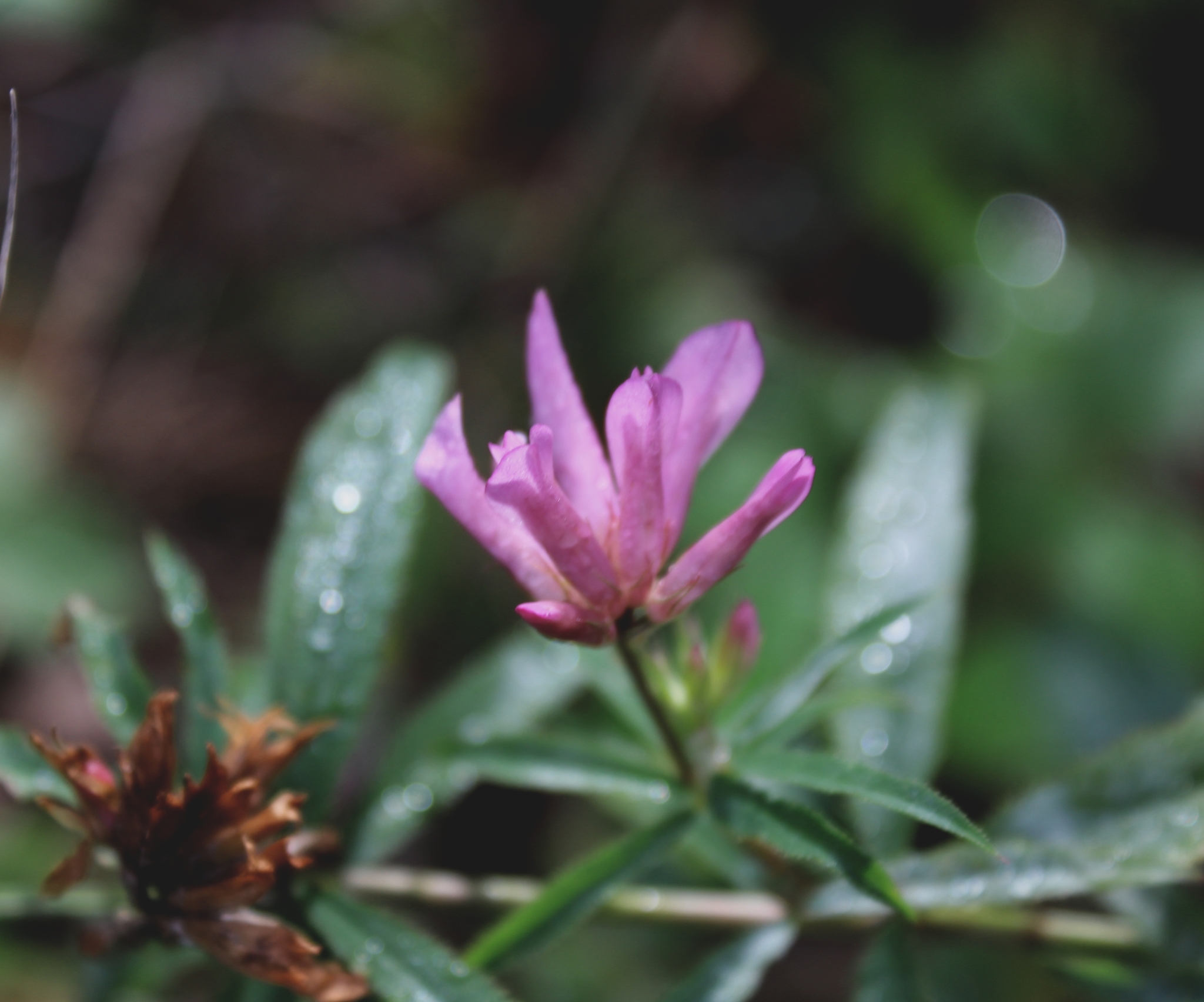 Forest adventures - My, Forest, Walk, Mushrooms, Plants, beauty, For the soul, Longpost