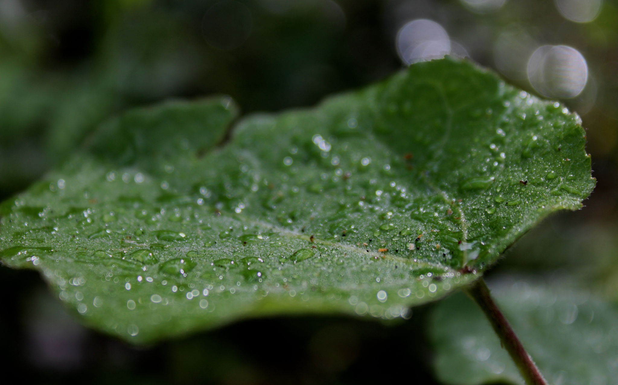 Forest adventures - My, Forest, Walk, Mushrooms, Plants, beauty, For the soul, Longpost