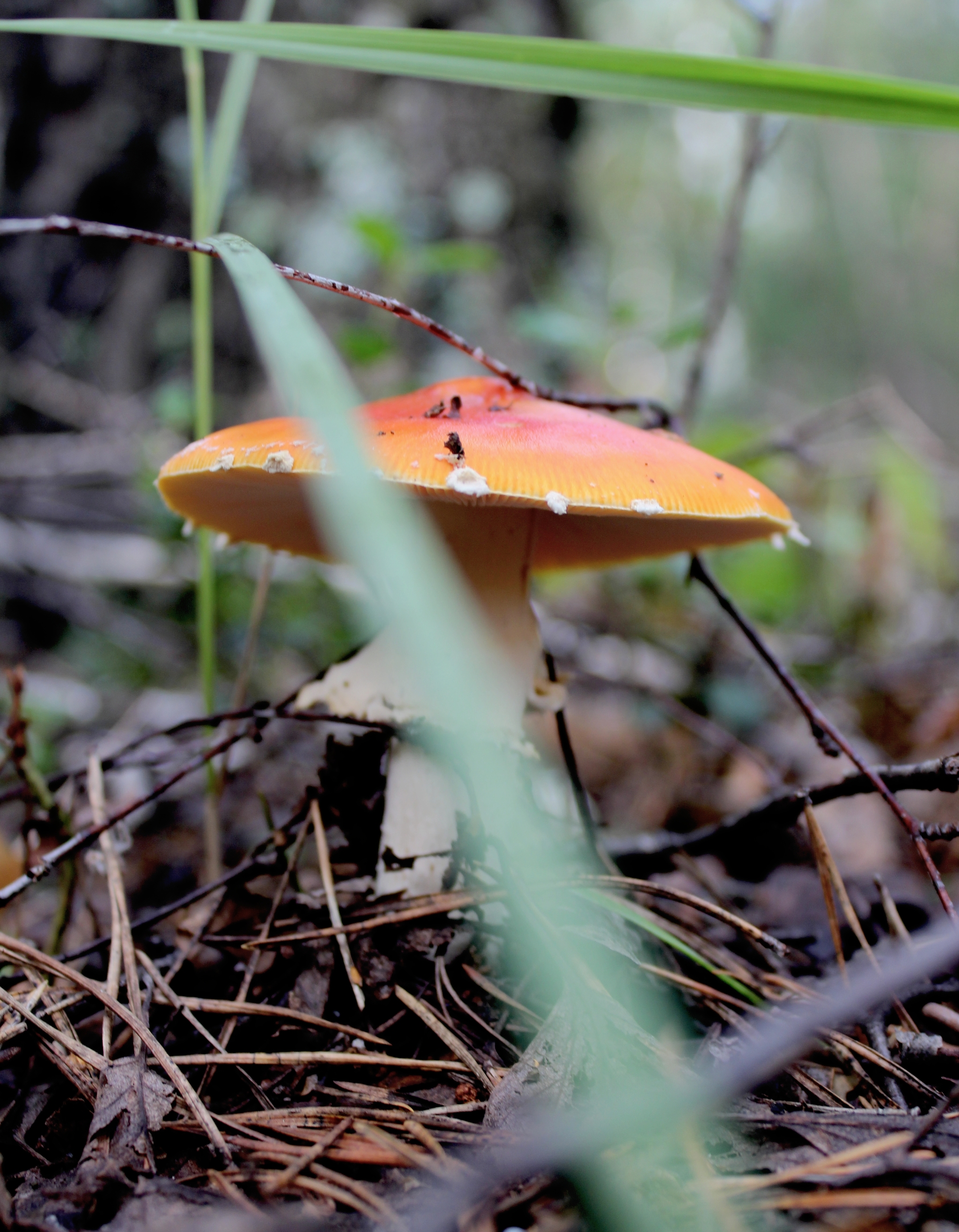 Forest adventures - My, Forest, Walk, Mushrooms, Plants, beauty, For the soul, Longpost