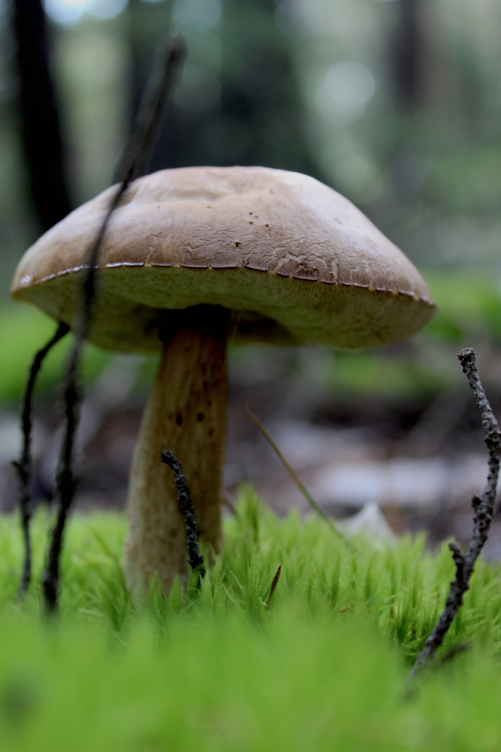 Forest adventures - My, Forest, Walk, Mushrooms, Plants, beauty, For the soul, Longpost