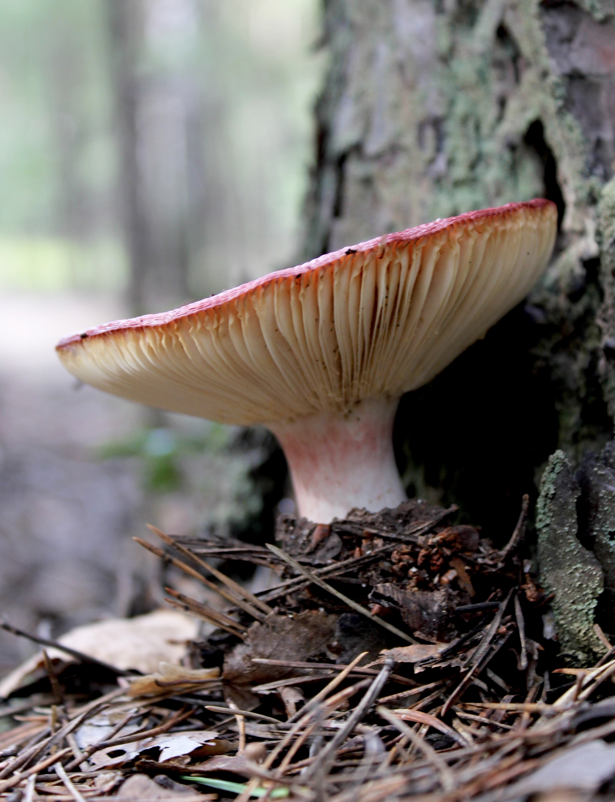 Forest adventures - My, Forest, Walk, Mushrooms, Plants, beauty, For the soul, Longpost