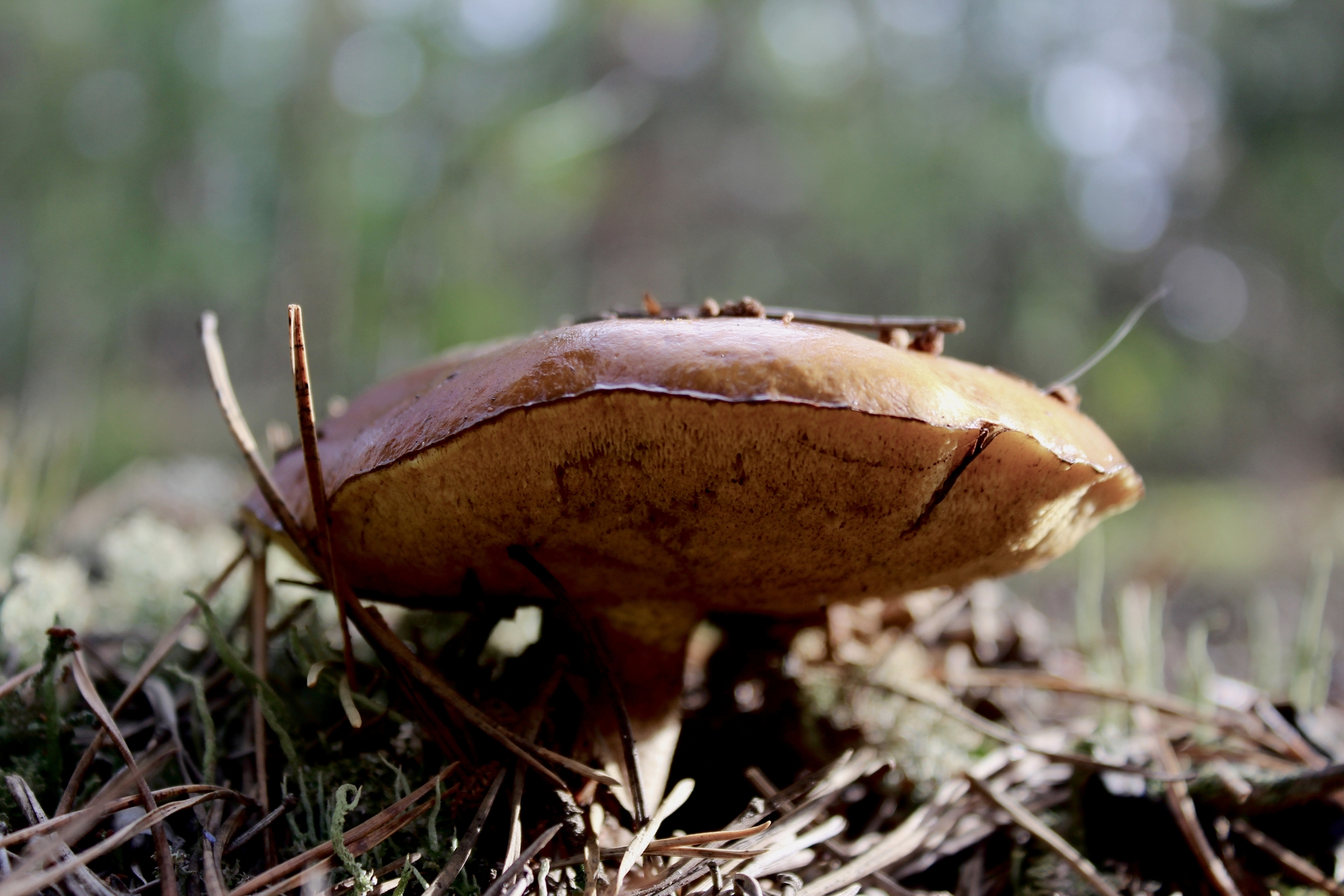 Forest adventures - My, Forest, Walk, Mushrooms, Plants, beauty, For the soul, Longpost